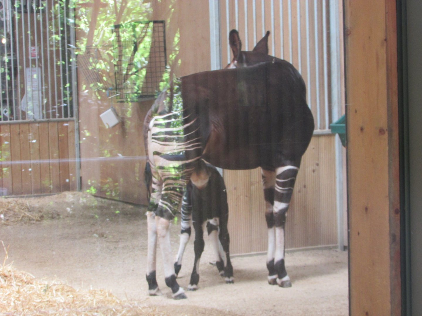 Dublin Zoo - Baby okapi!!!