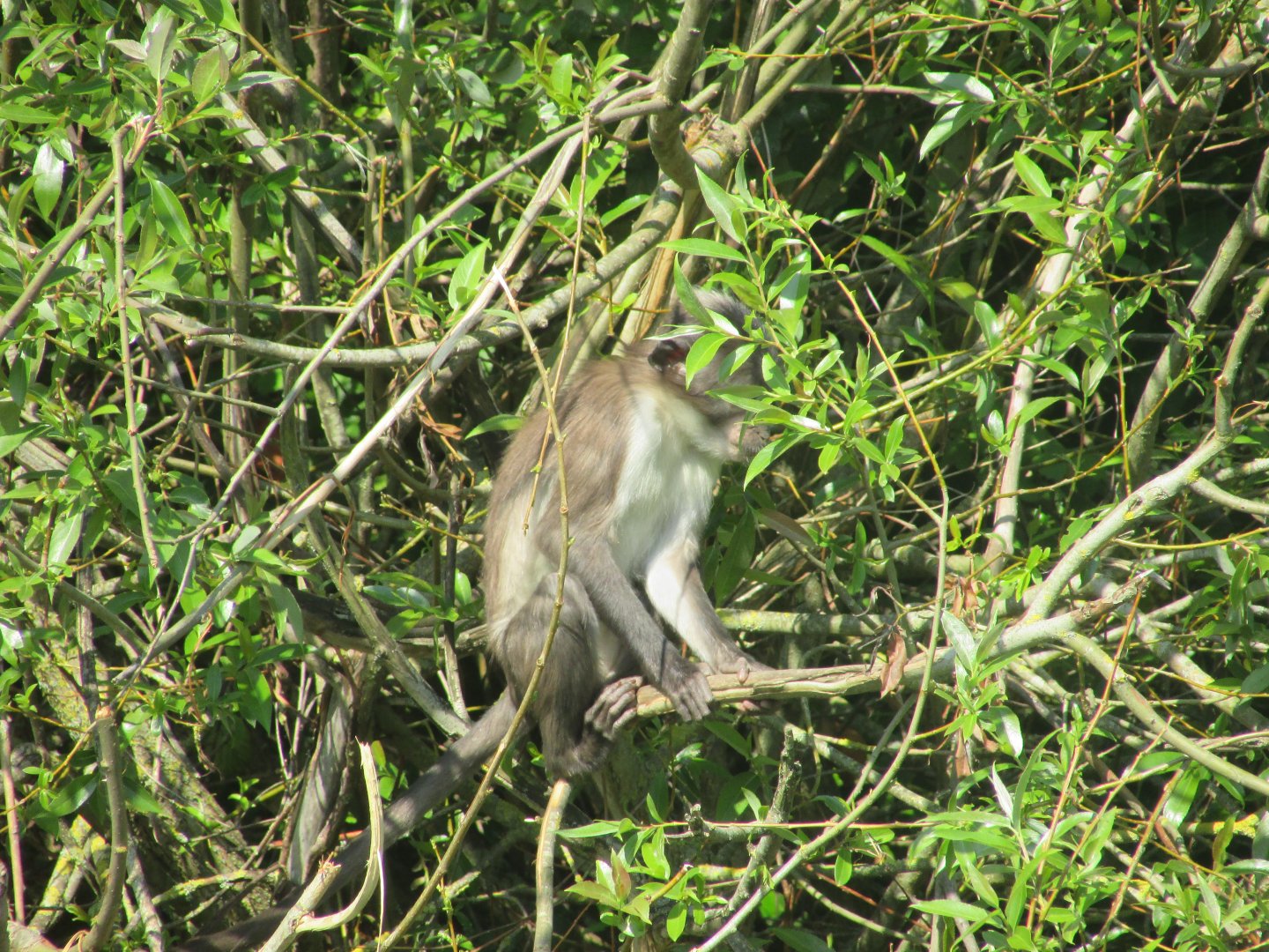 Dublin Zoo - Baby white-naped mangabey