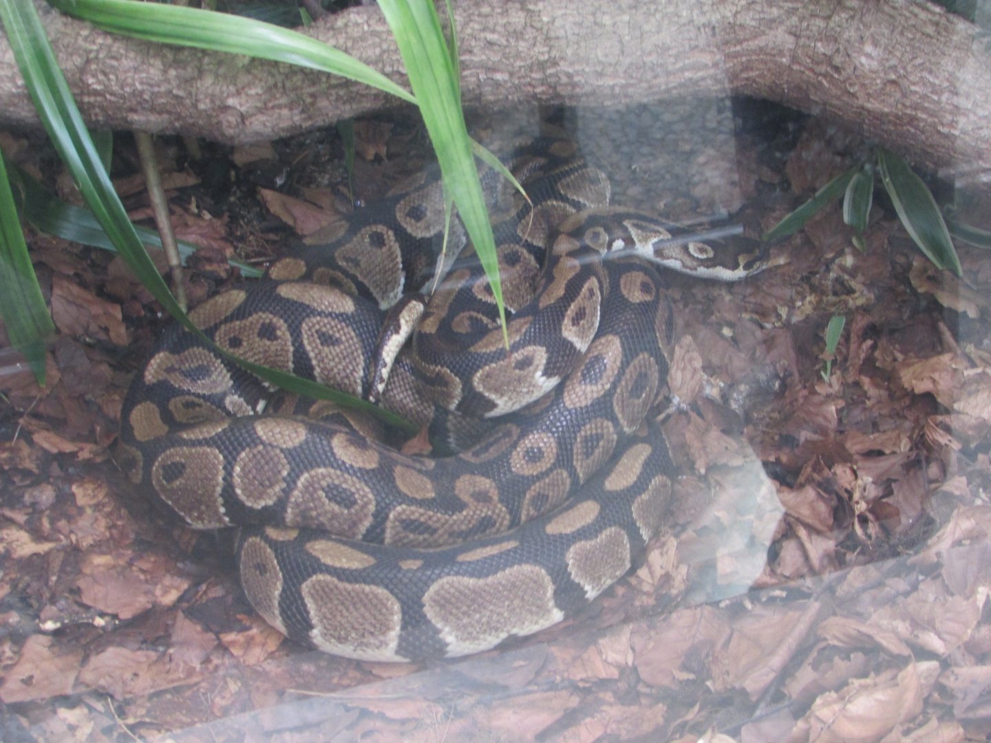 Dublin Zoo - Ball python