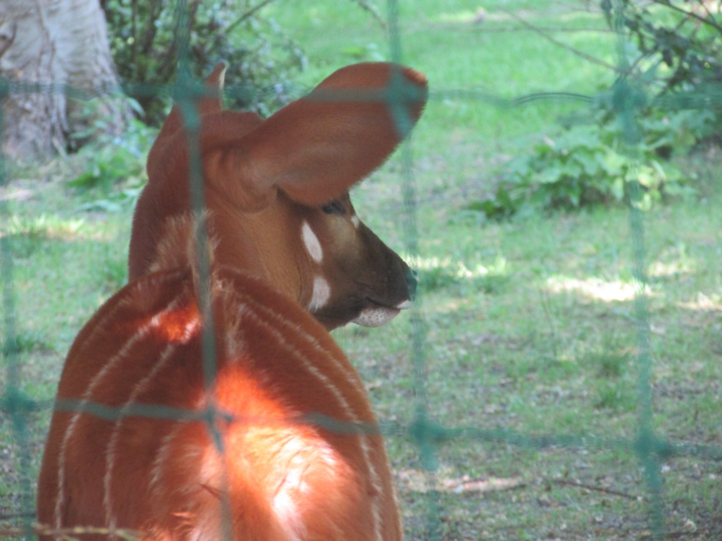 Dublin Zoo - Bongo calf