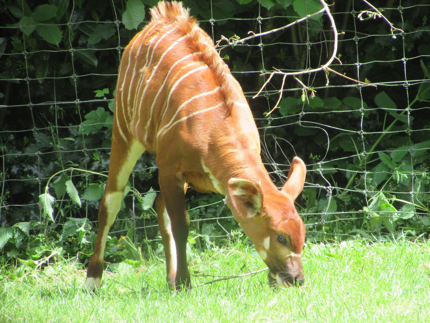 Dublin Zoo - Bongo calf