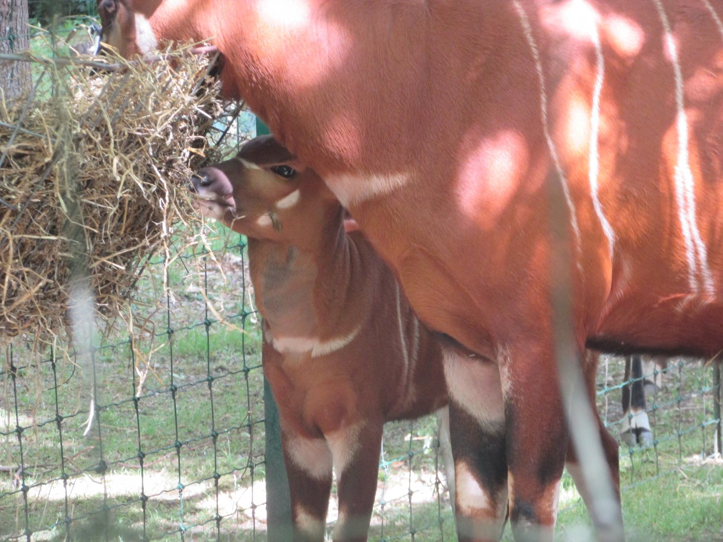 Dublin Zoo - Bongo calf