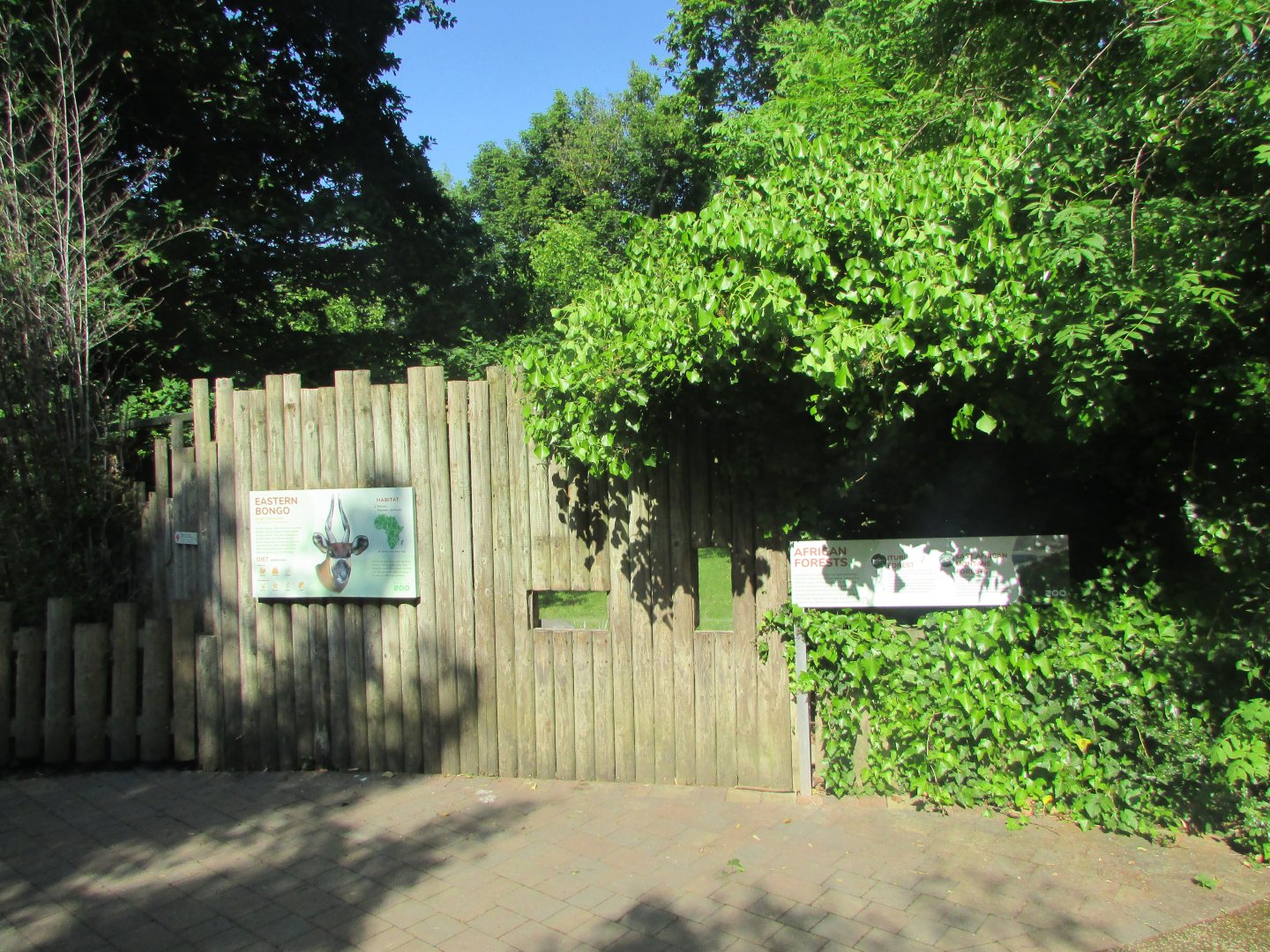 Dublin Zoo - Bongo exhibit wall