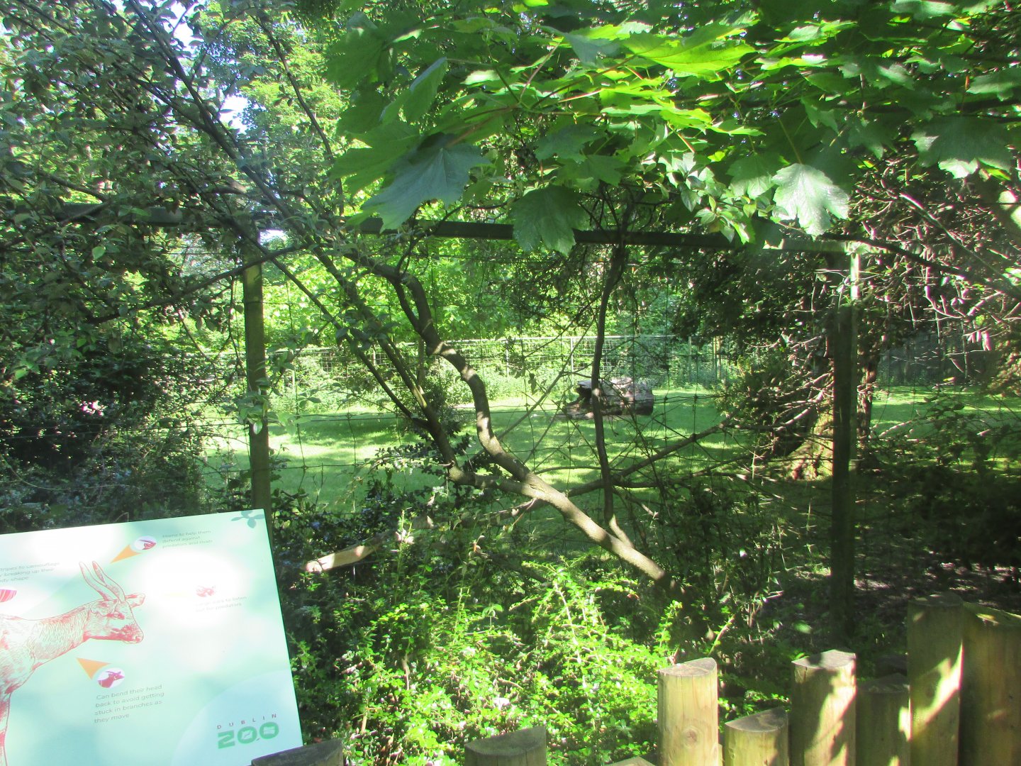 Dublin Zoo - Bongo exhibit