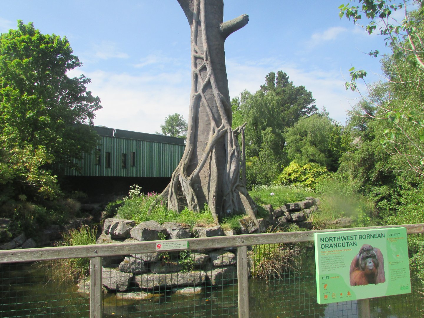 Dublin Zoo - Bornean orangutan exhibit