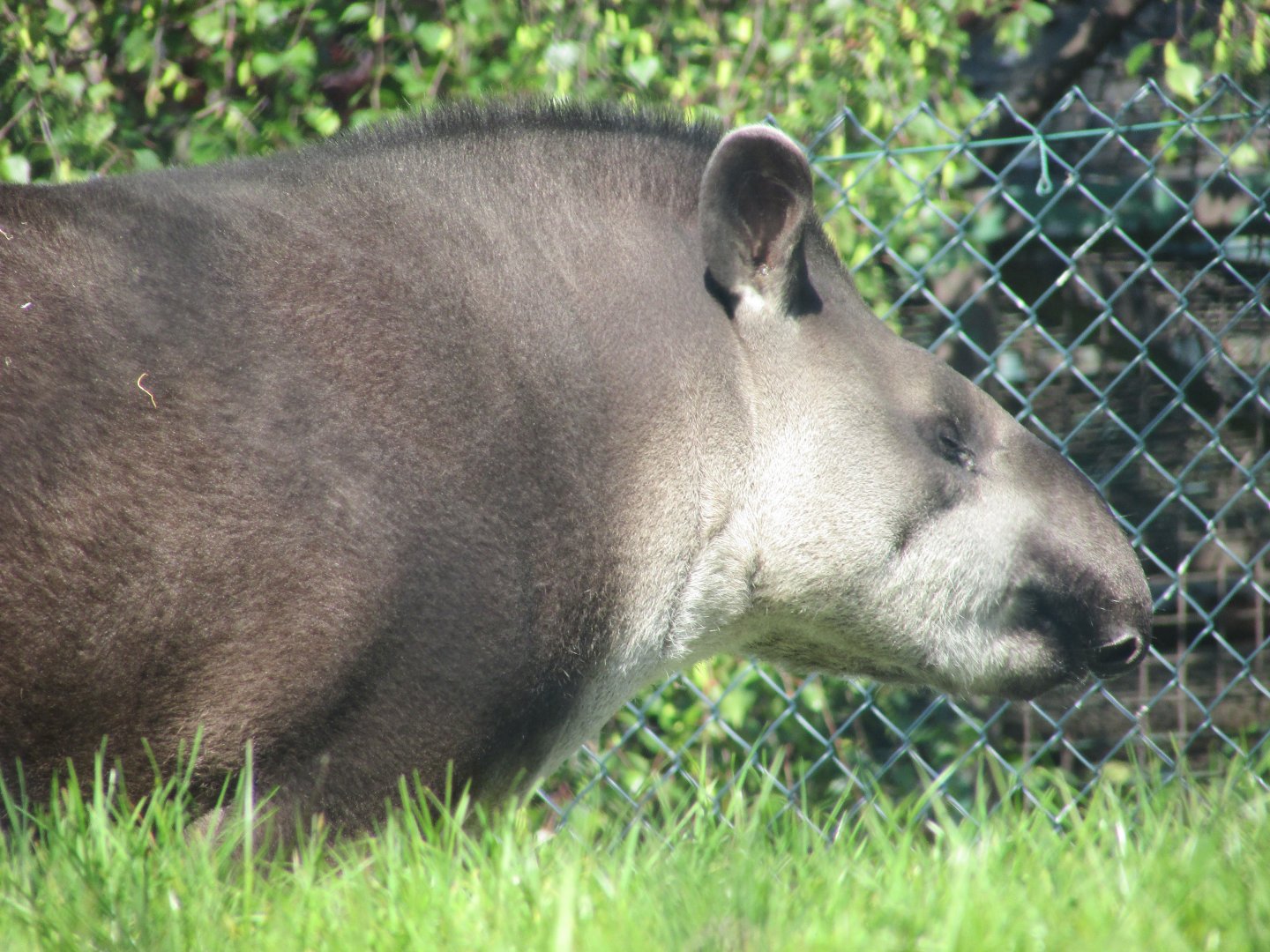 Dublin Zoo - Brazilian tapir