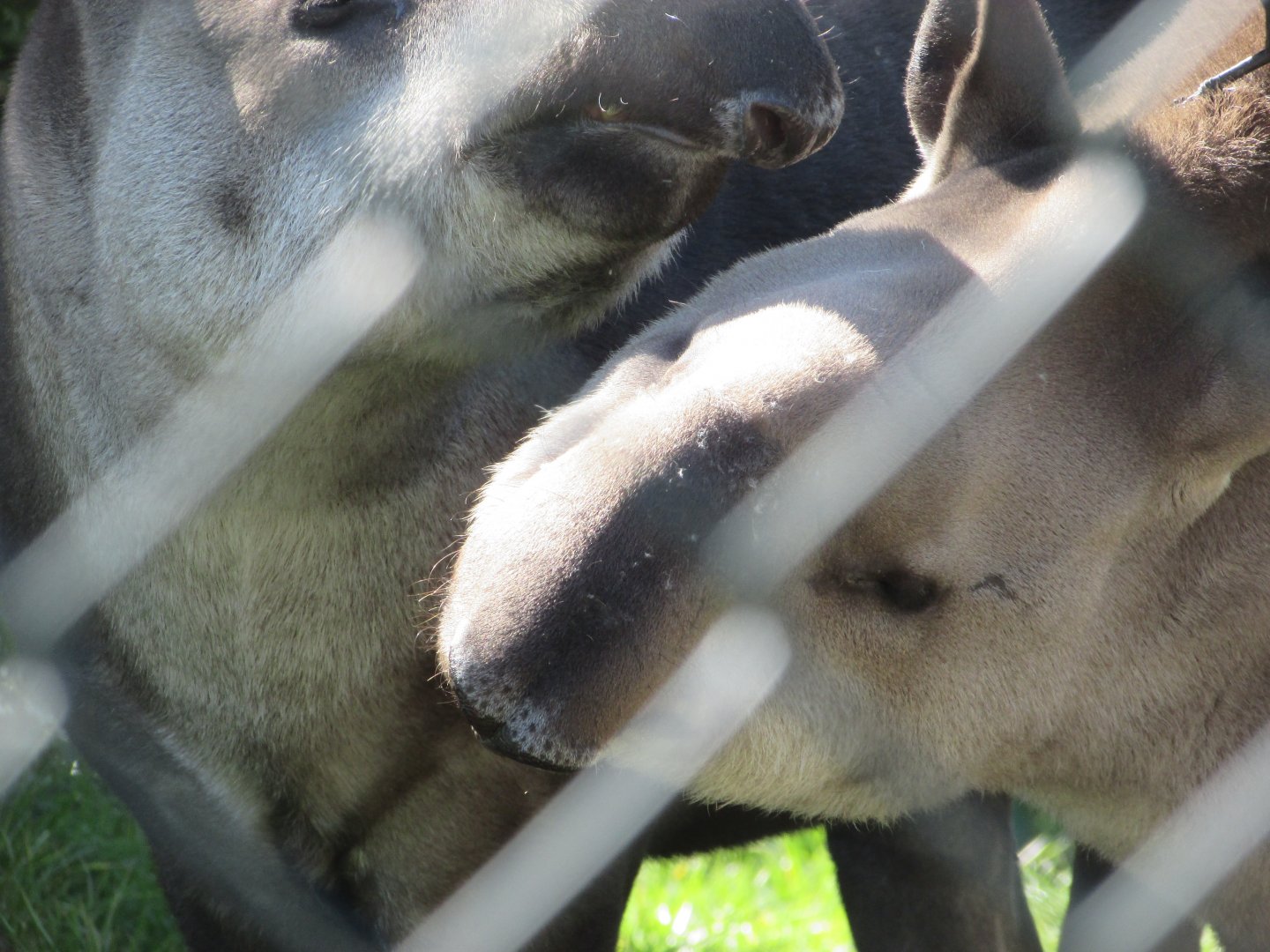 Dublin Zoo - Brazilian tapir