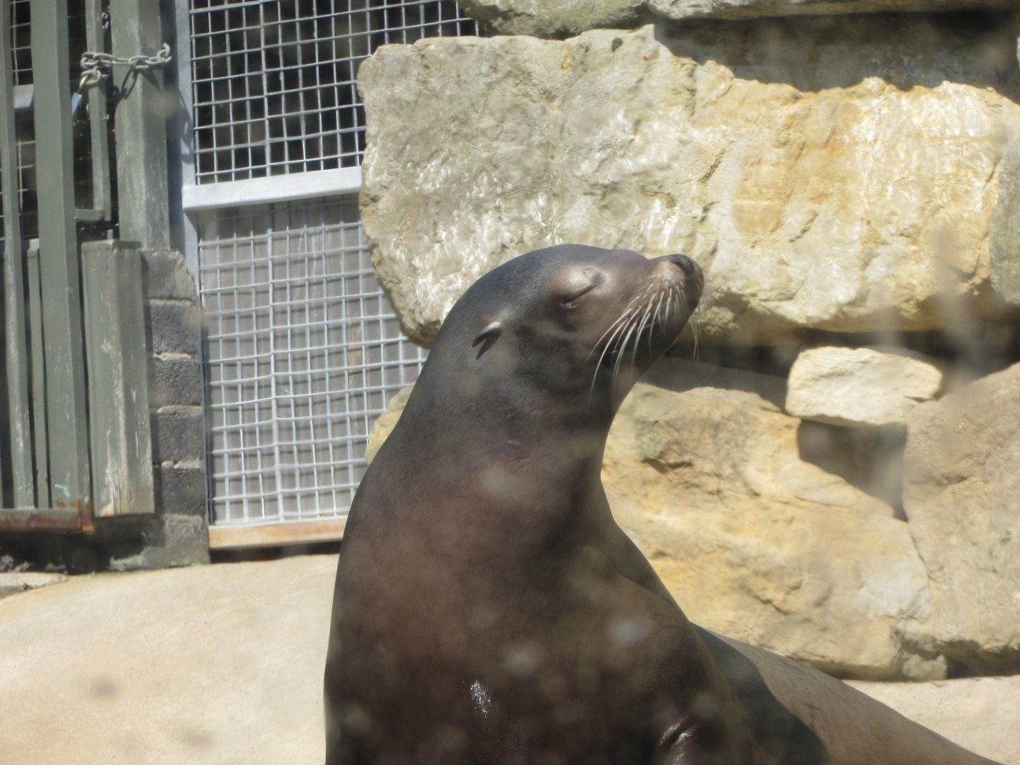 Dublin Zoo - California sea lion