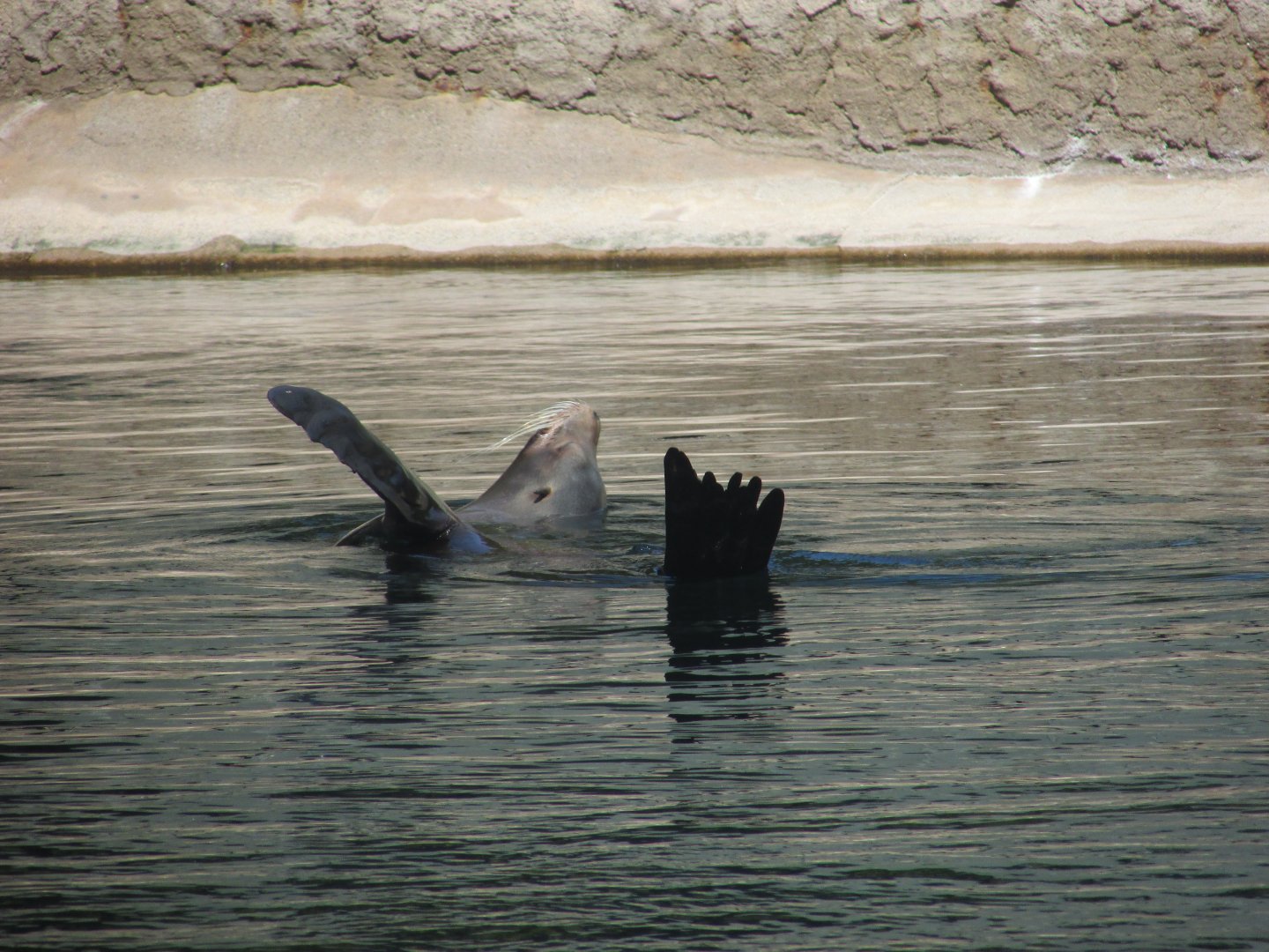 Dublin Zoo - California sea lion