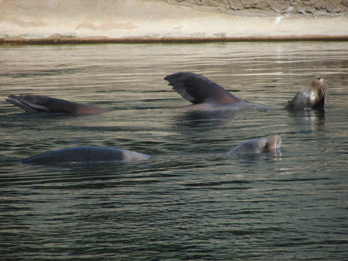 Dublin Zoo - California sea lion