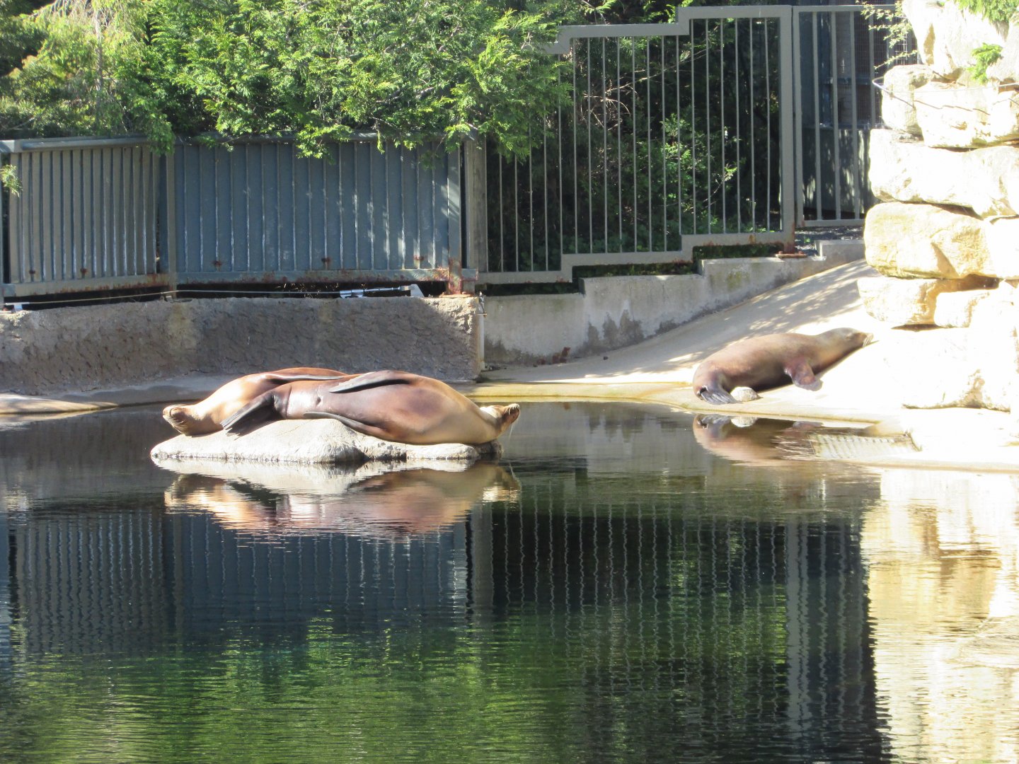 Dublin Zoo - California sea lions