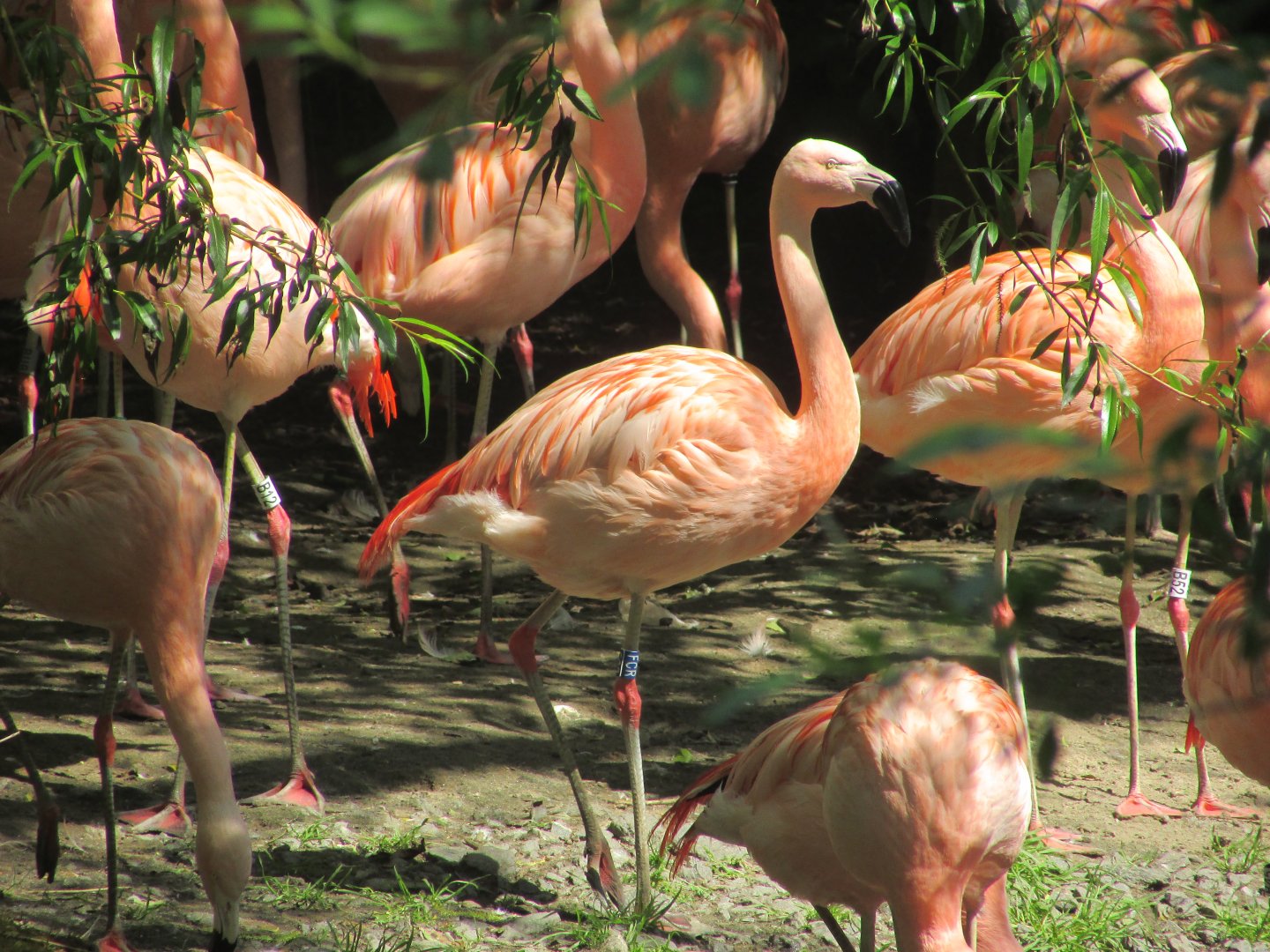 Dublin Zoo - Chilean flamingo close up