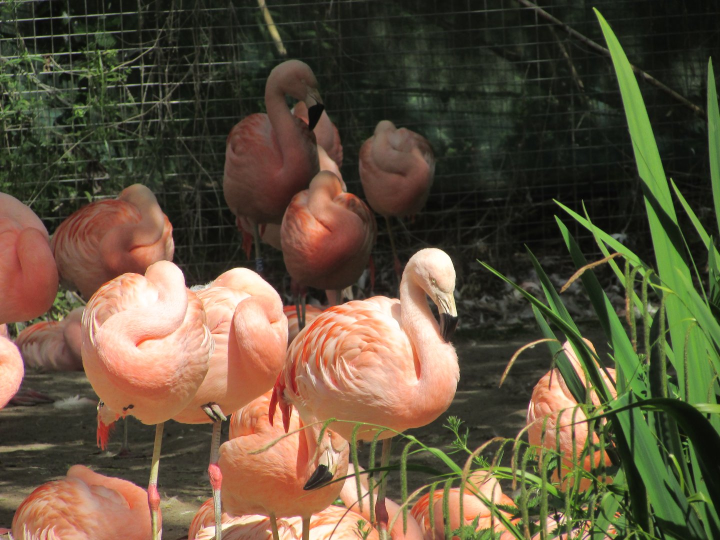 Dublin Zoo - Chilean flamingos