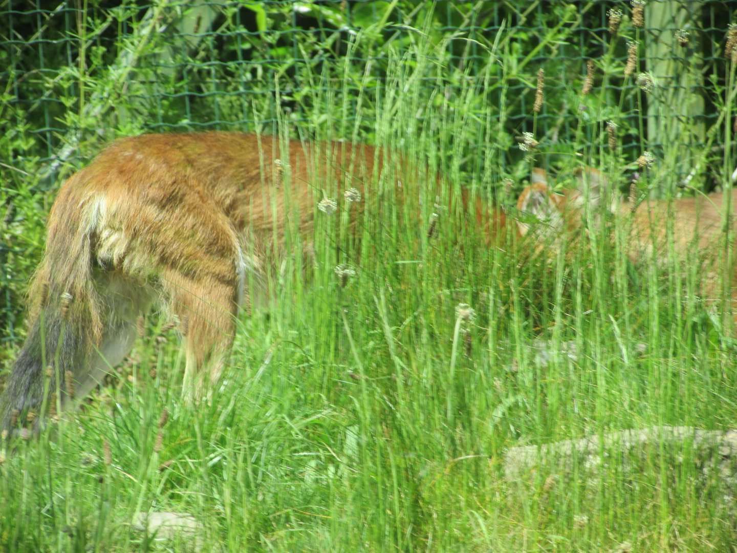 Dublin Zoo - Chinese dhole!!!