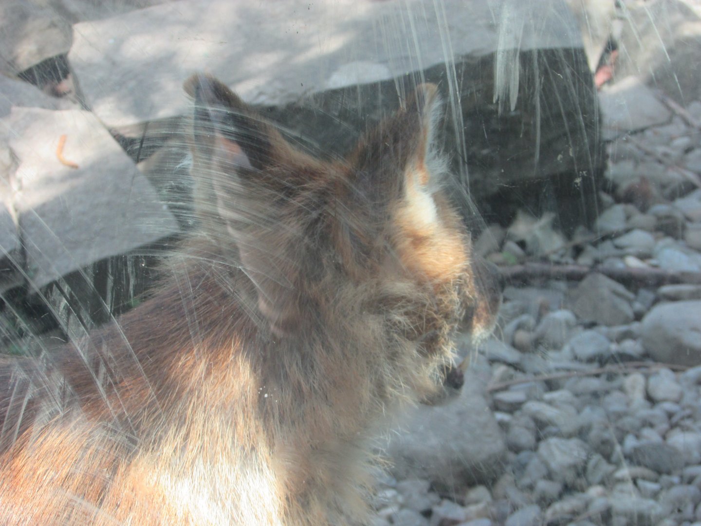 Dublin Zoo - Chinese dhole!!!