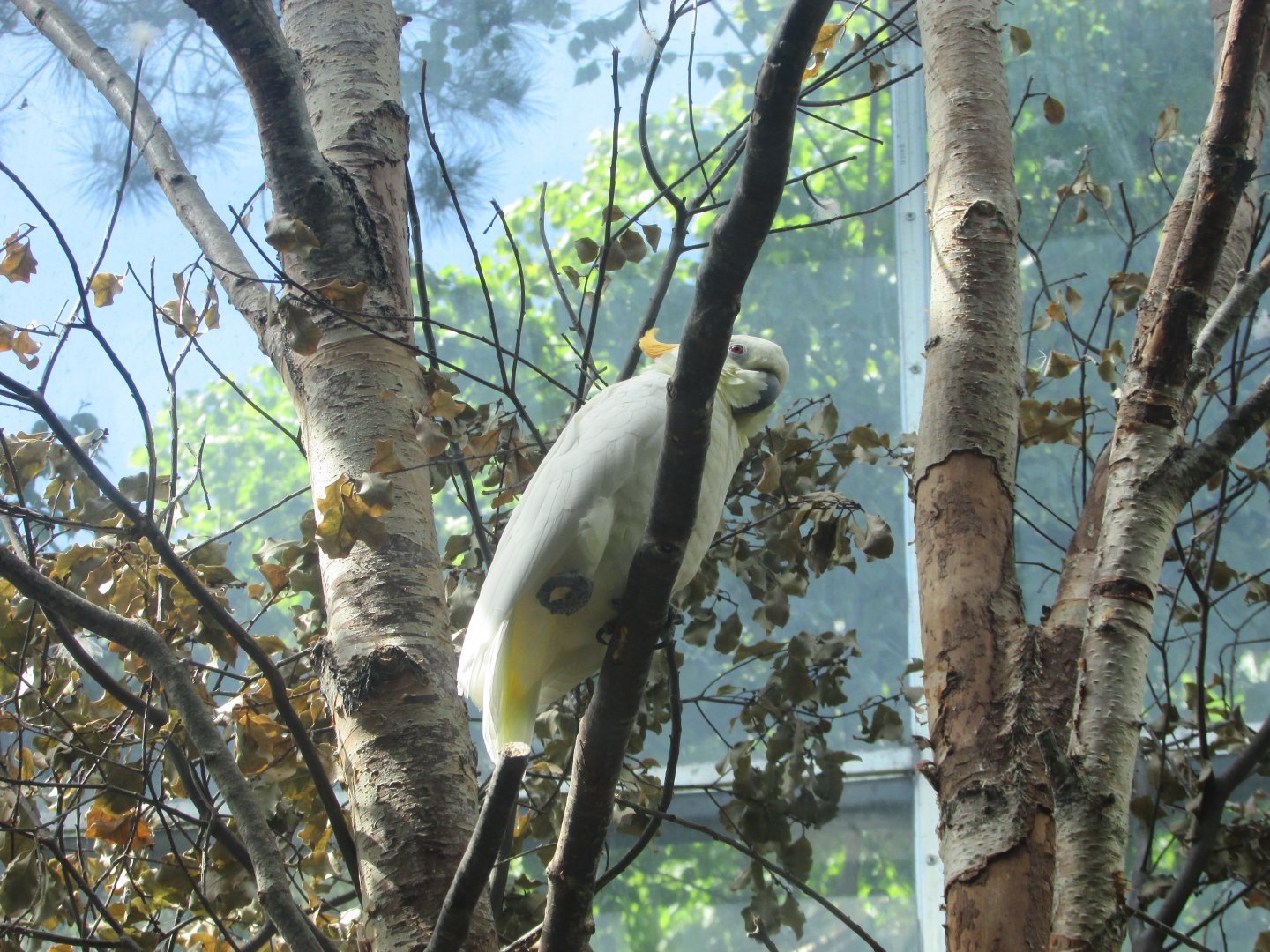 Dublin Zoo - Citron-crested cockatoo