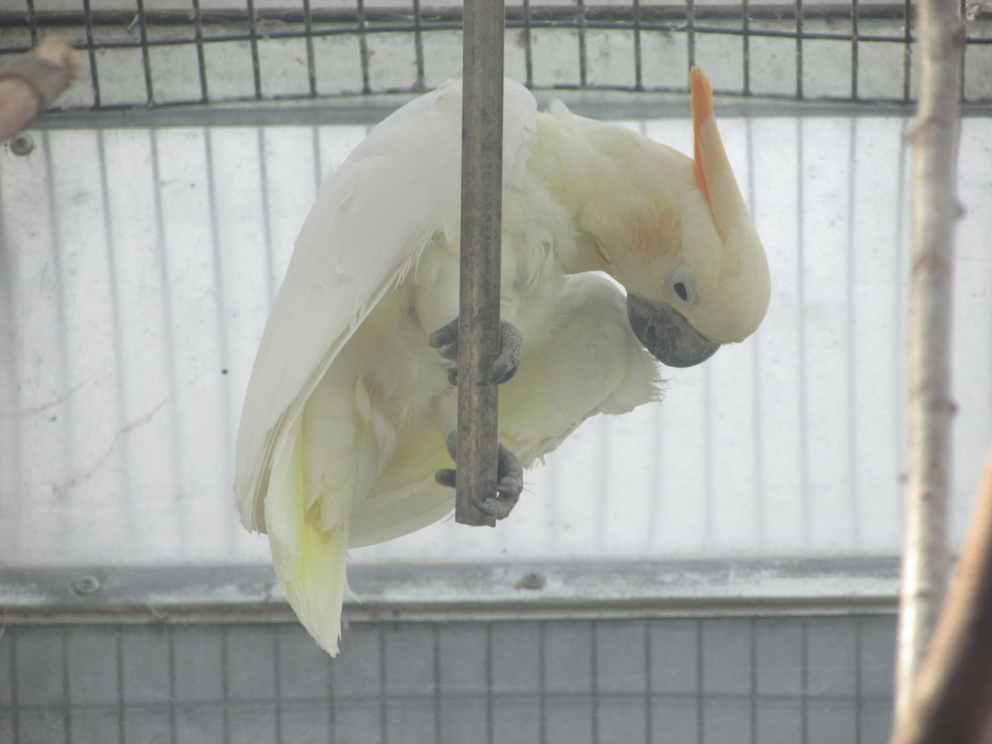 Dublin Zoo - Citron-crested cockatoo