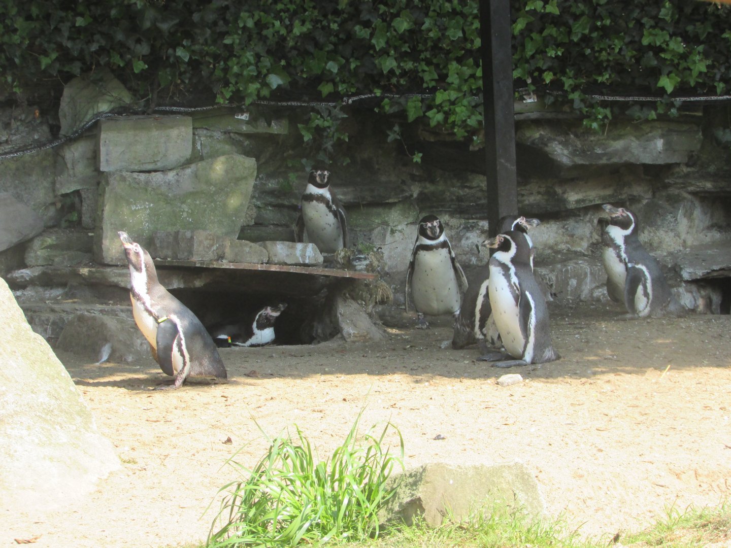 Dublin Zoo - Colony of Humdbolt penguins