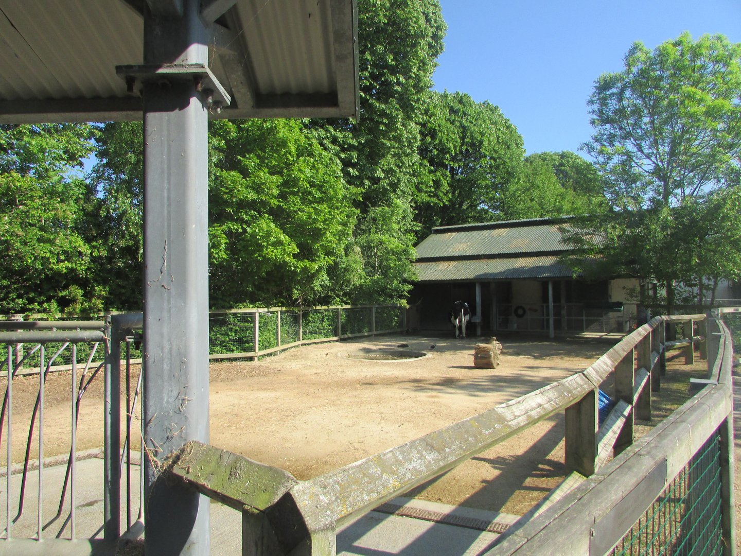 Dublin Zoo - Cow and duck pen