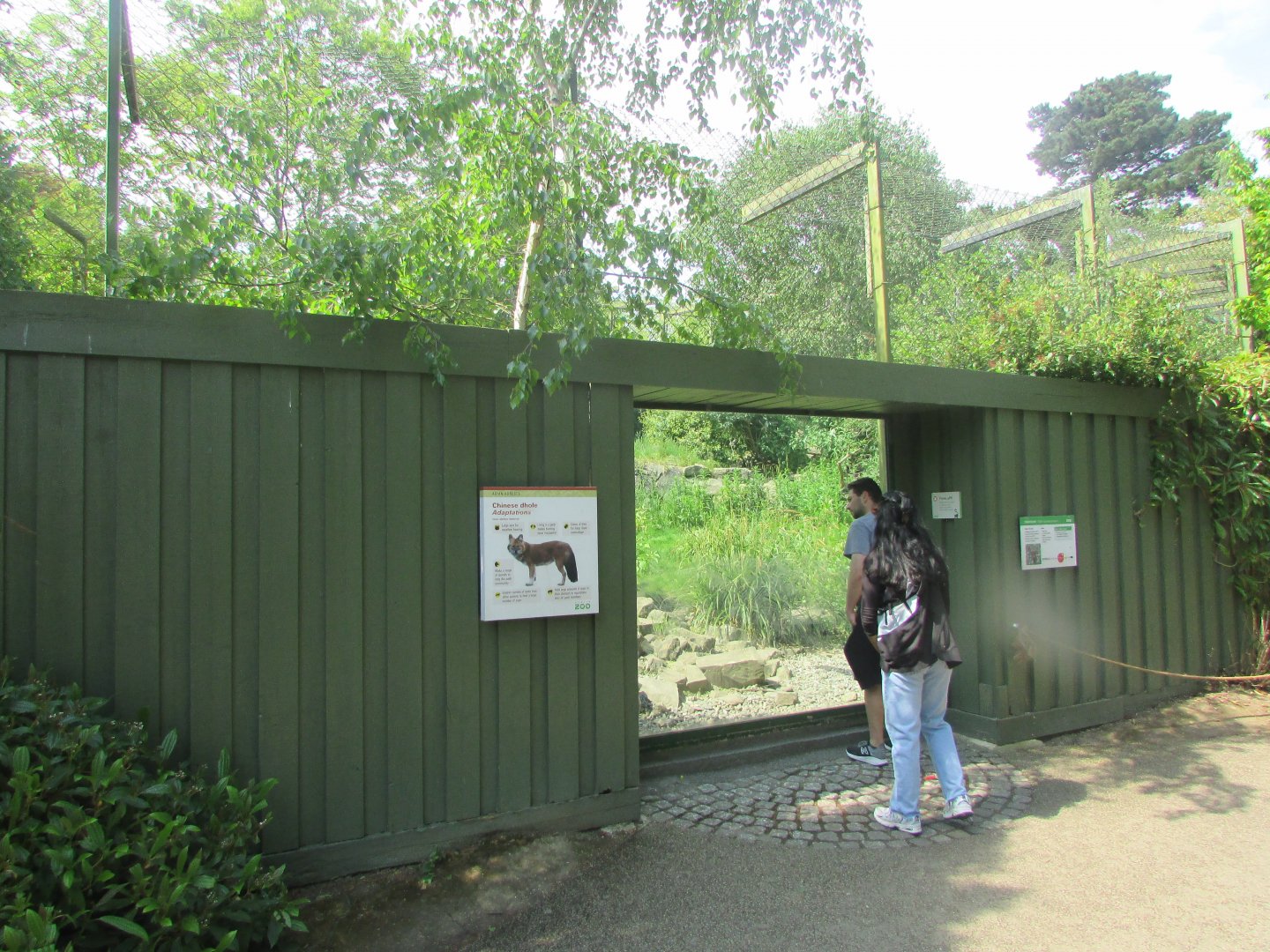 Dublin Zoo - Dhole exhibit