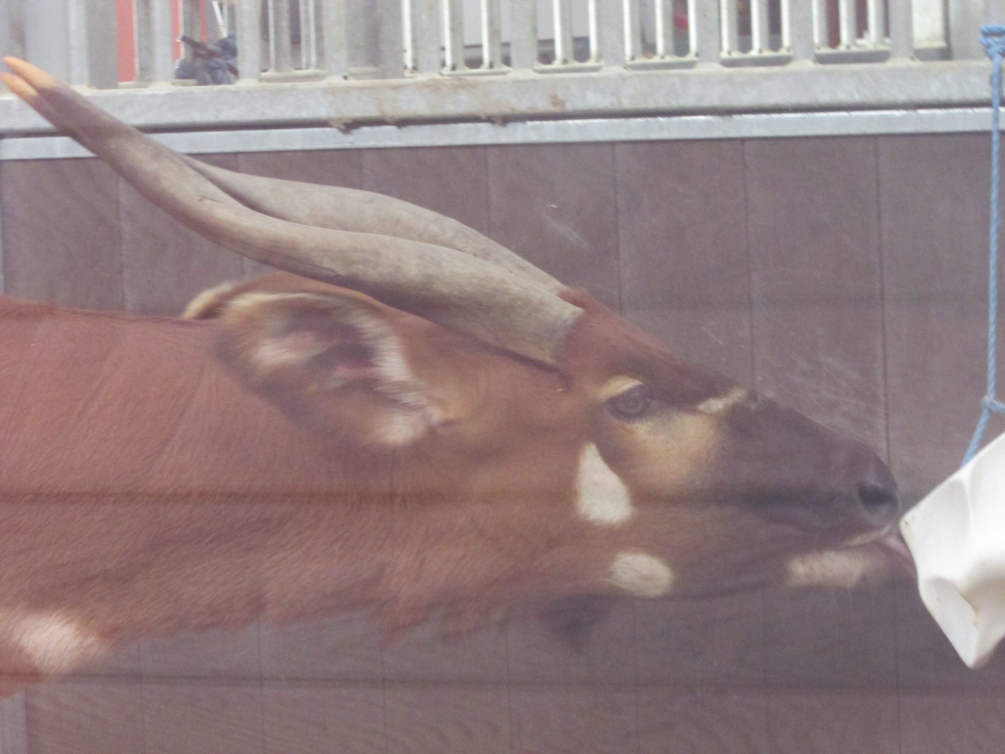 Dublin Zoo - Eastern bongo close up