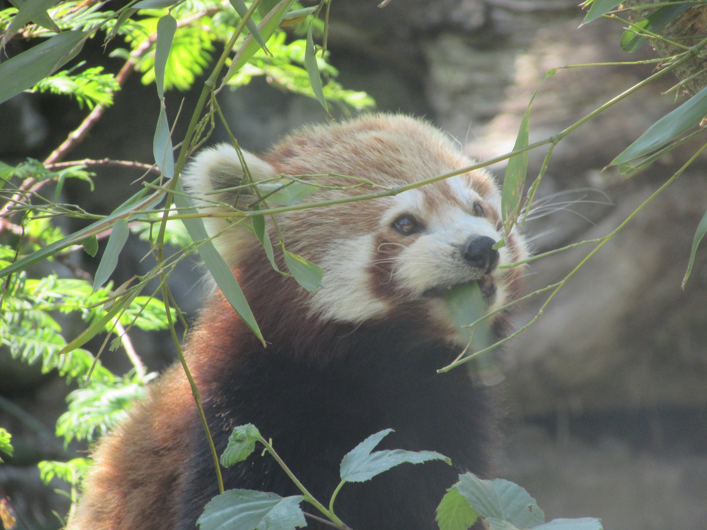 Dublin Zoo - Eating red panda