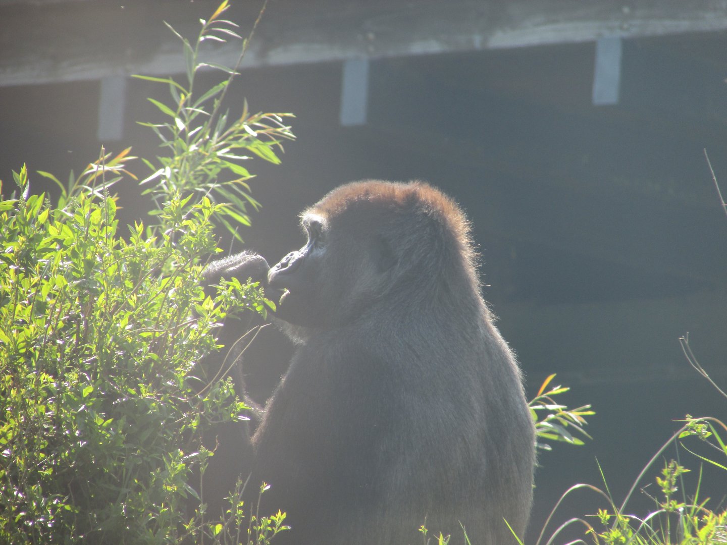 Dublin Zoo - Female gorilla