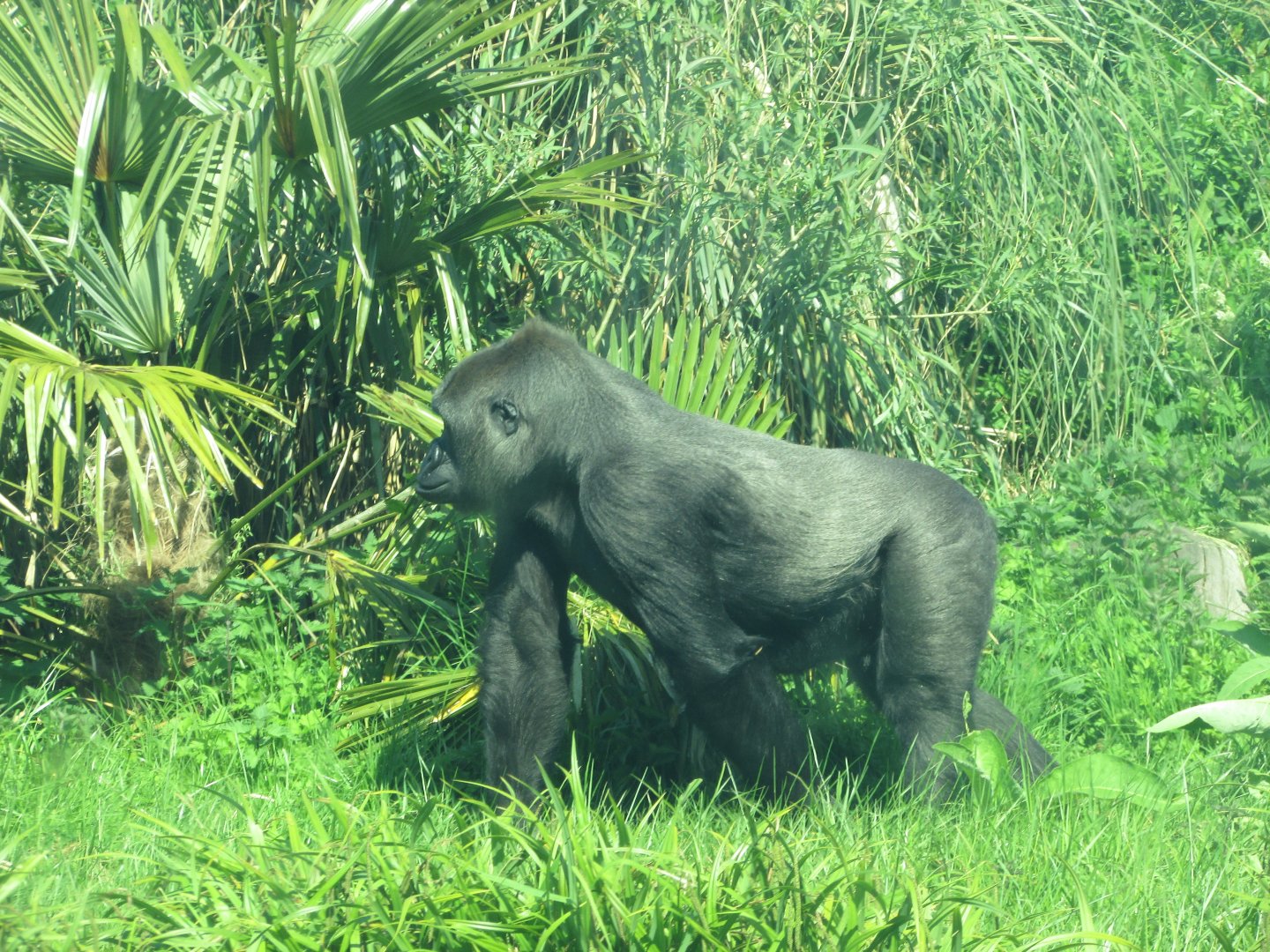 Dublin Zoo - Female gorilla