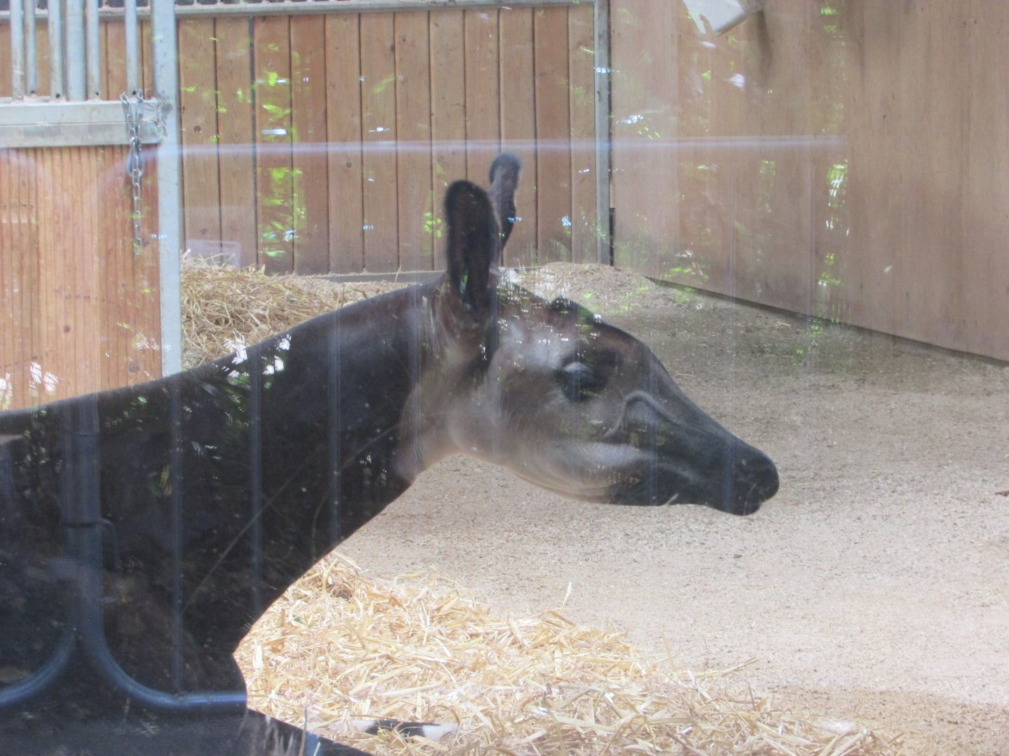 Dublin Zoo - Female okapi