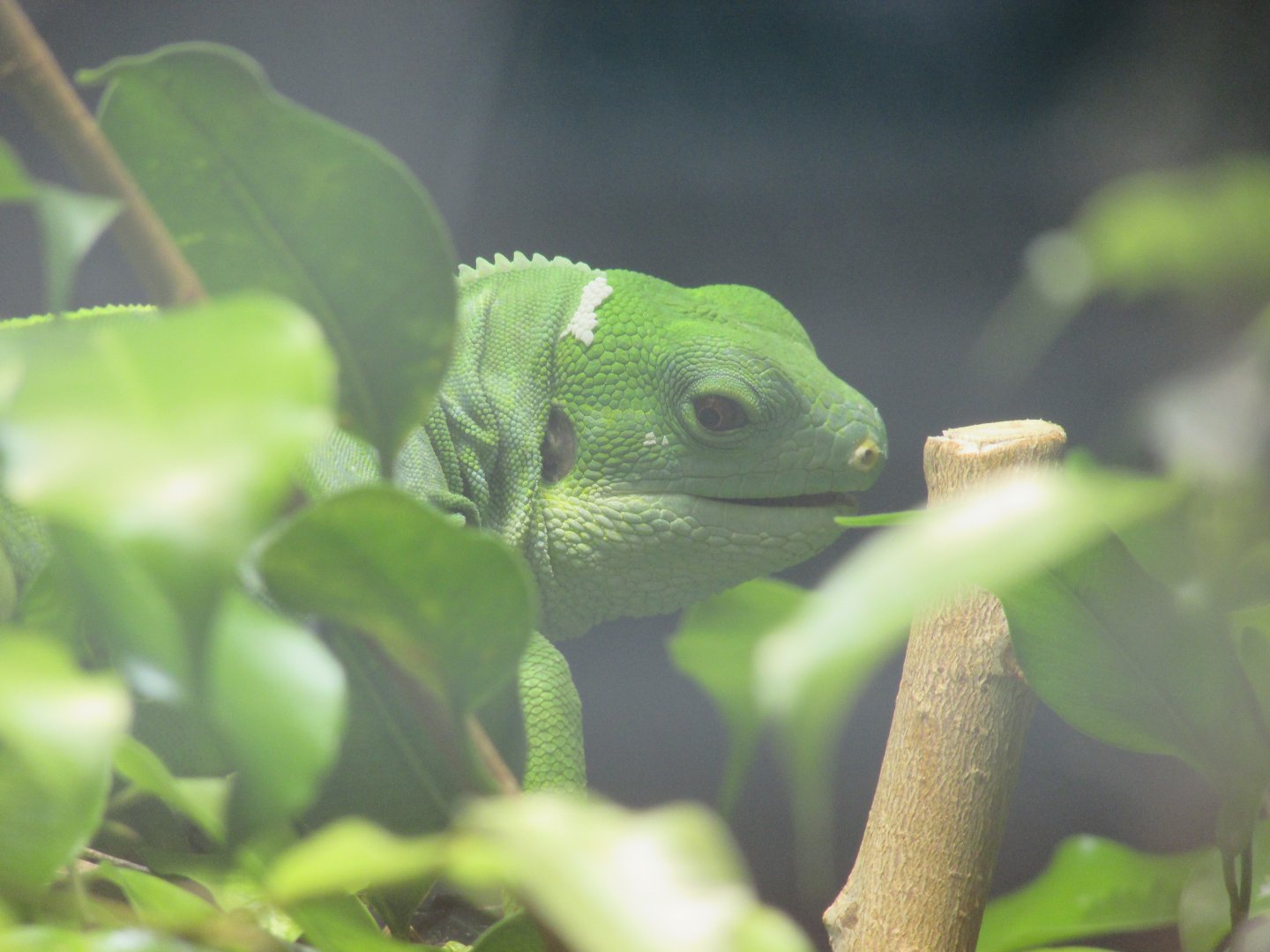 Dublin Zoo - Fiji banded iguana