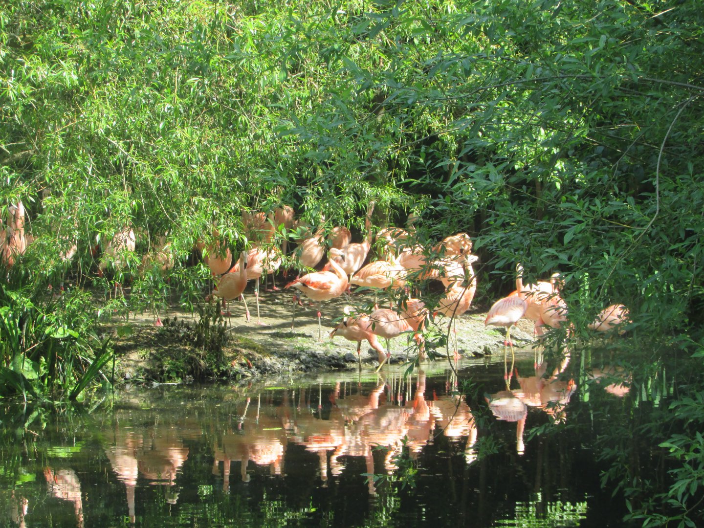 Dublin Zoo - Flock of Chilean flamingos