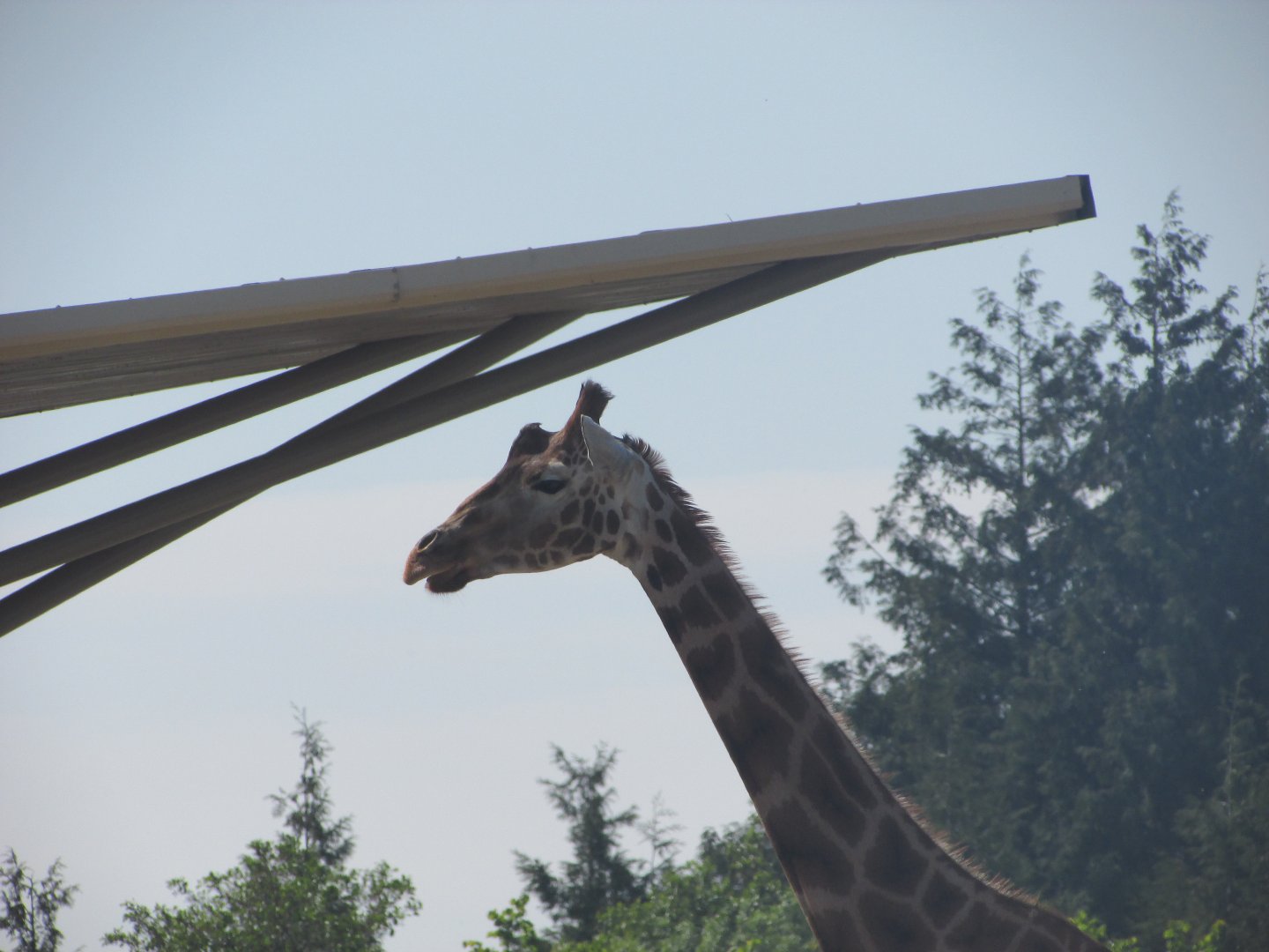 Dublin Zoo - Generic giraffe close up