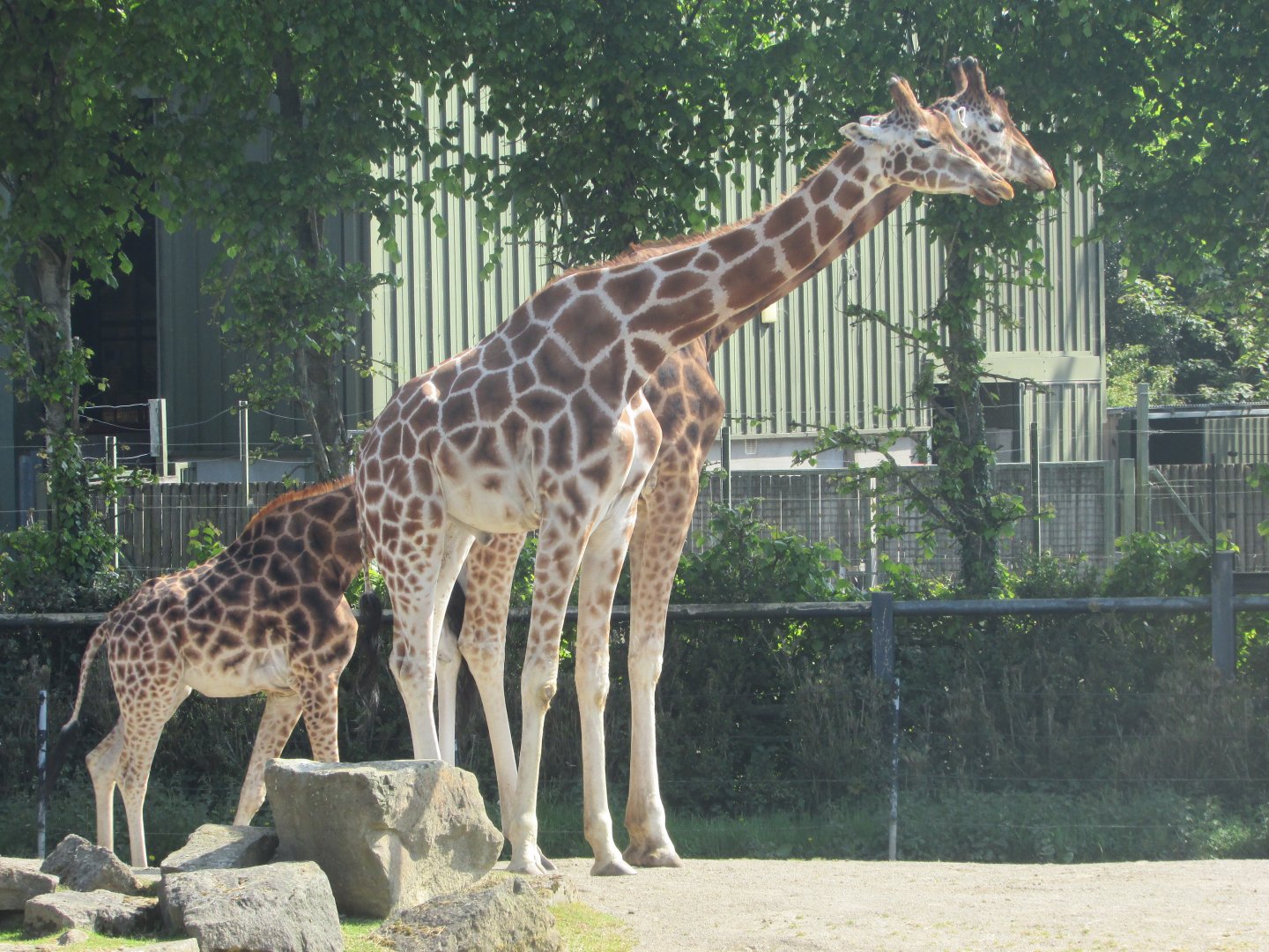 Dublin Zoo - Generic giraffe