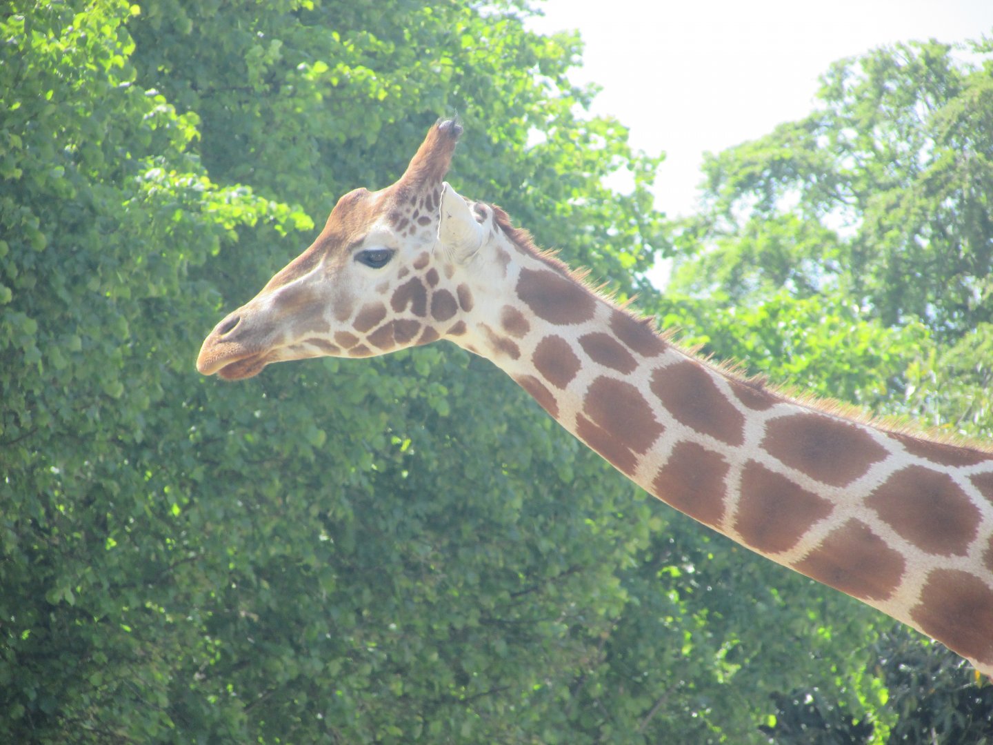 Dublin Zoo - Generic giraffe