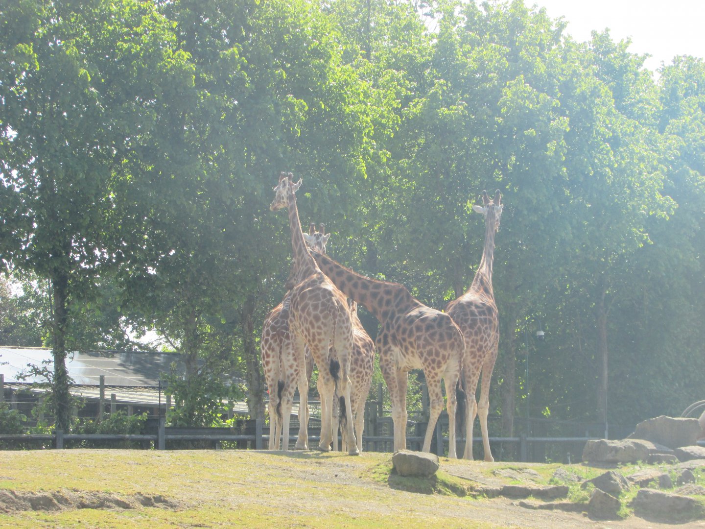 Dublin Zoo - Giraffe herd