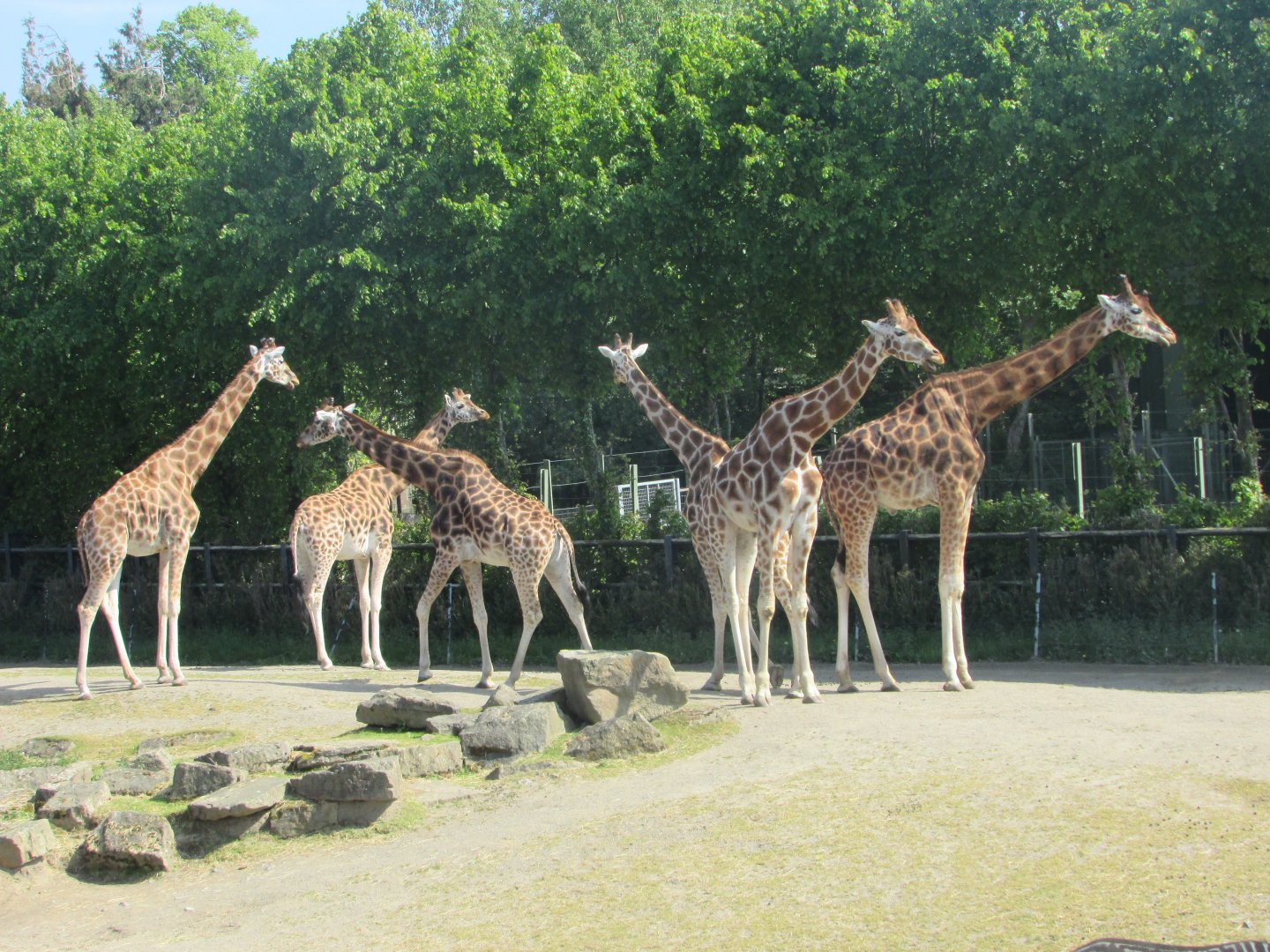 Dublin Zoo - Giraffe herd