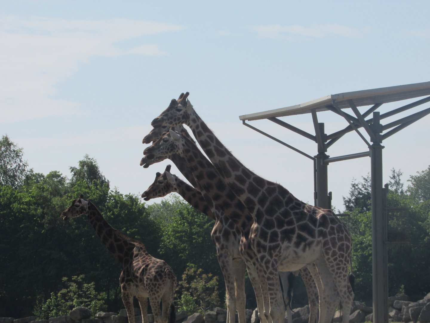 Dublin Zoo - Giraffe hydra