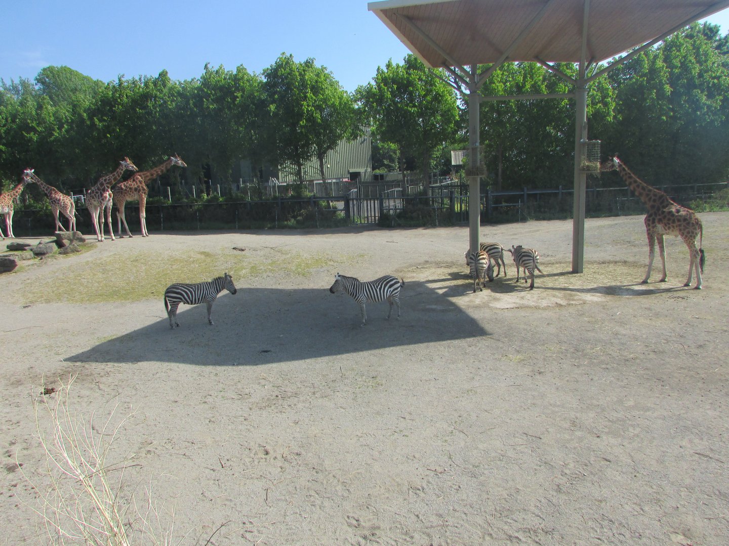 Dublin Zoo - Giraffes and zebras