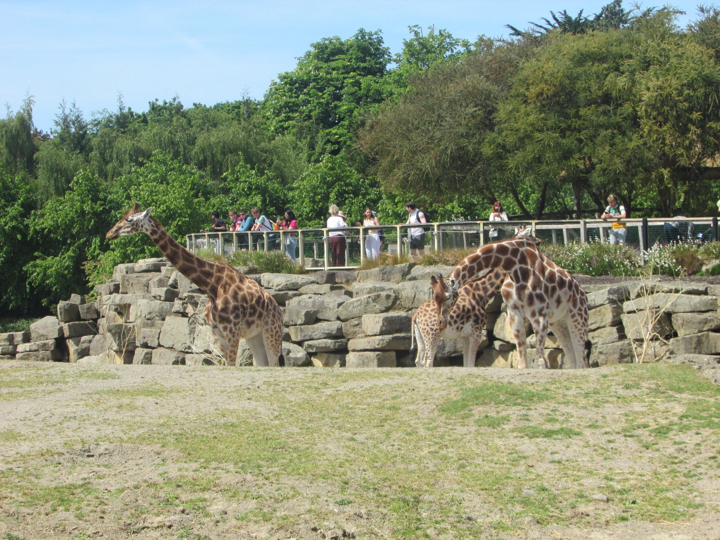 Dublin Zoo - Giraffes