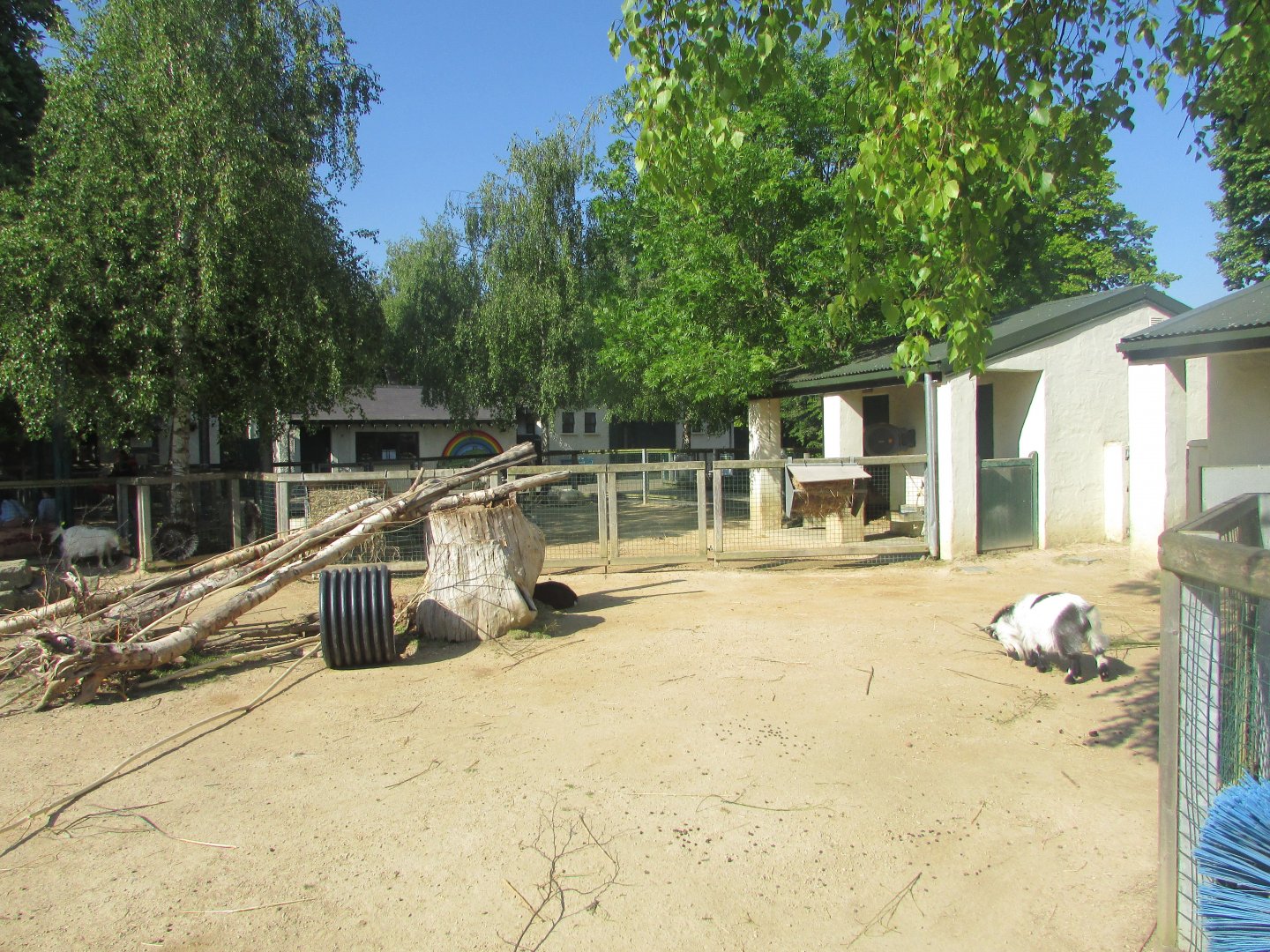 Dublin Zoo - Goat pen