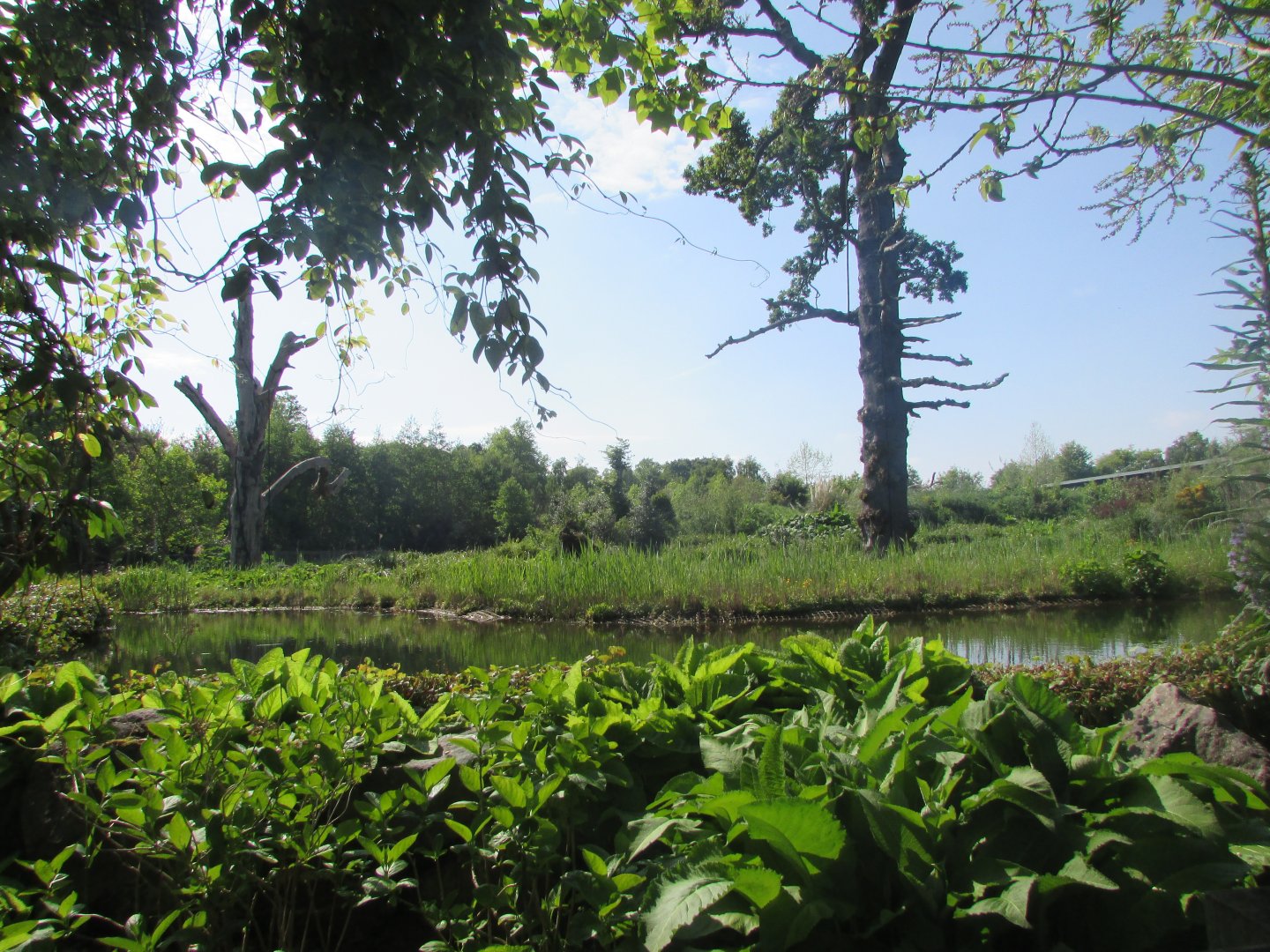 Dublin Zoo - Gorilla exhibit