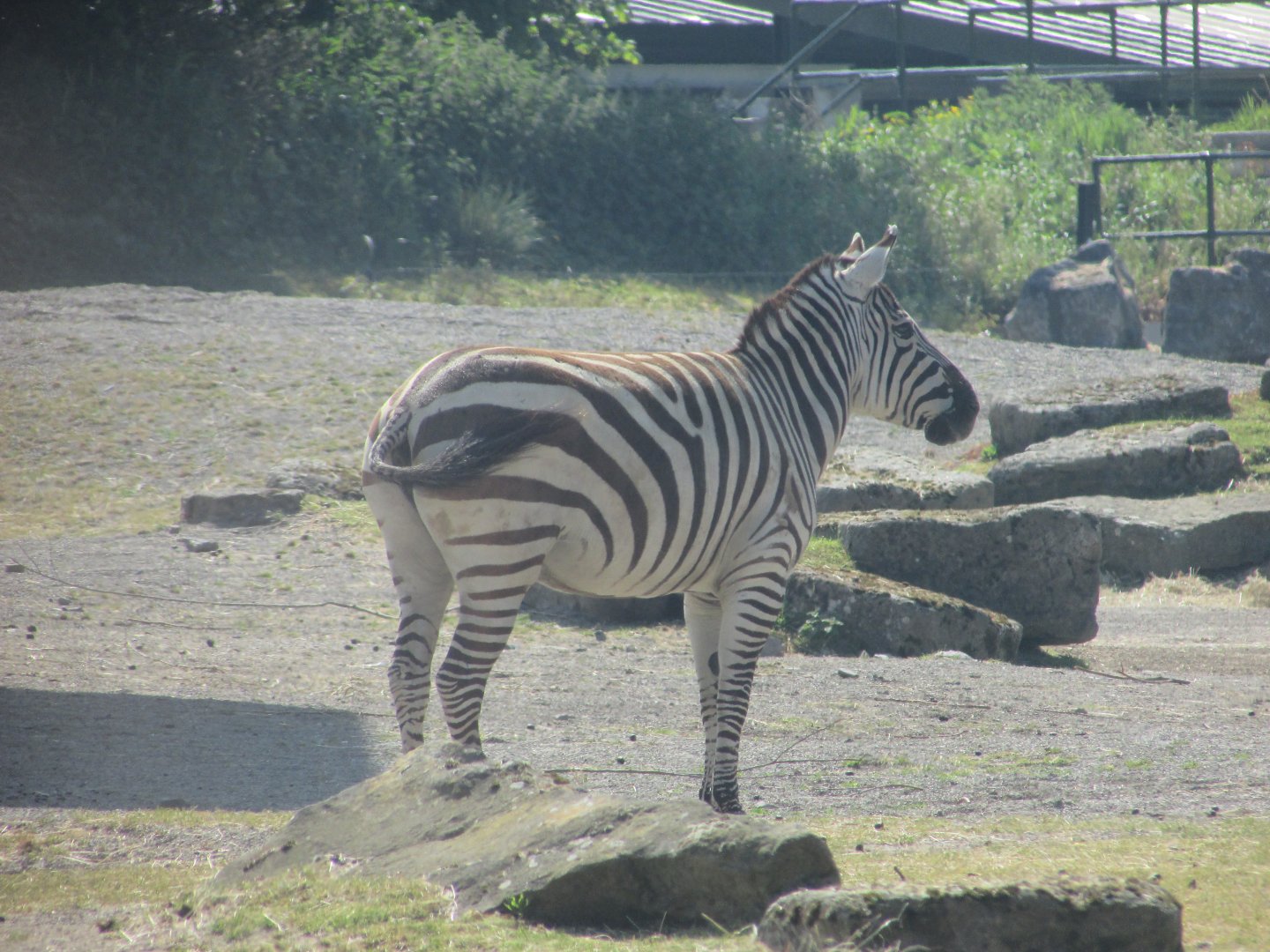 Dublin Zoo - Grant's zebra close up
