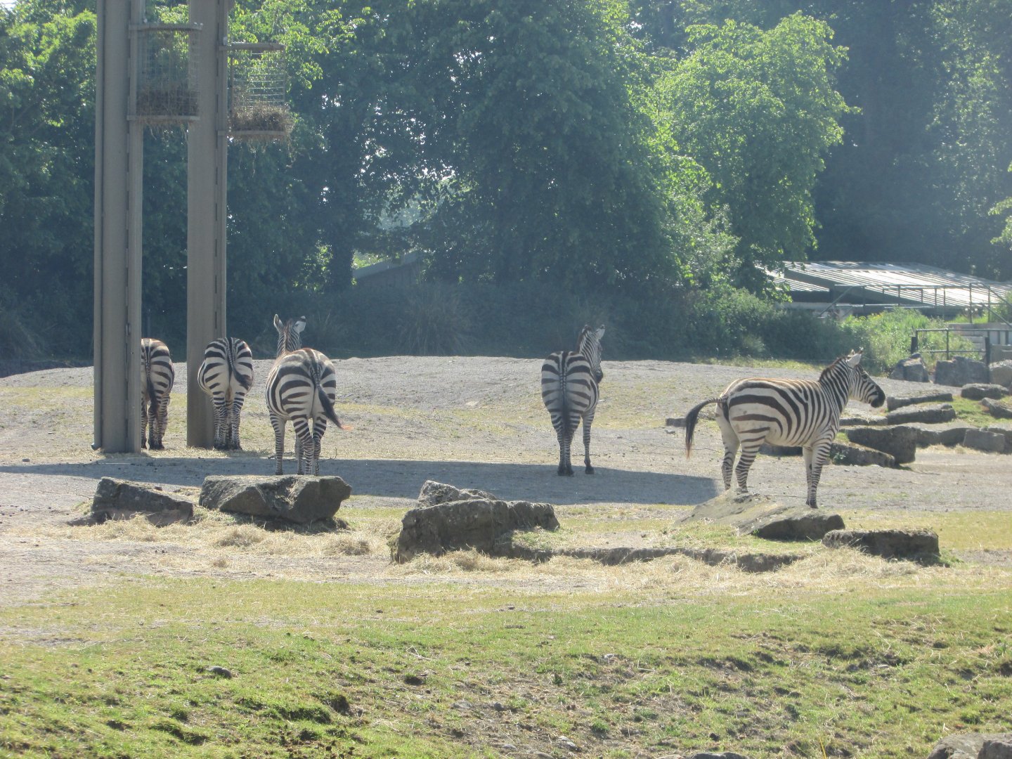 Dublin Zoo - Grant's zebra herd