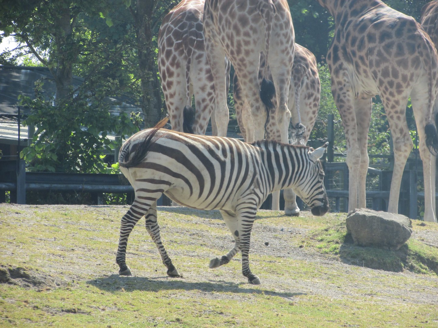 Dublin Zoo - Grant's zebra