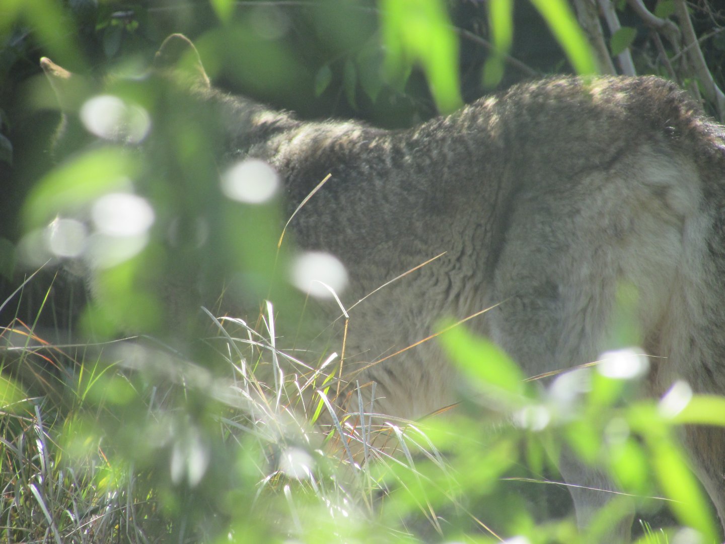 Dublin Zoo - Grey wolf