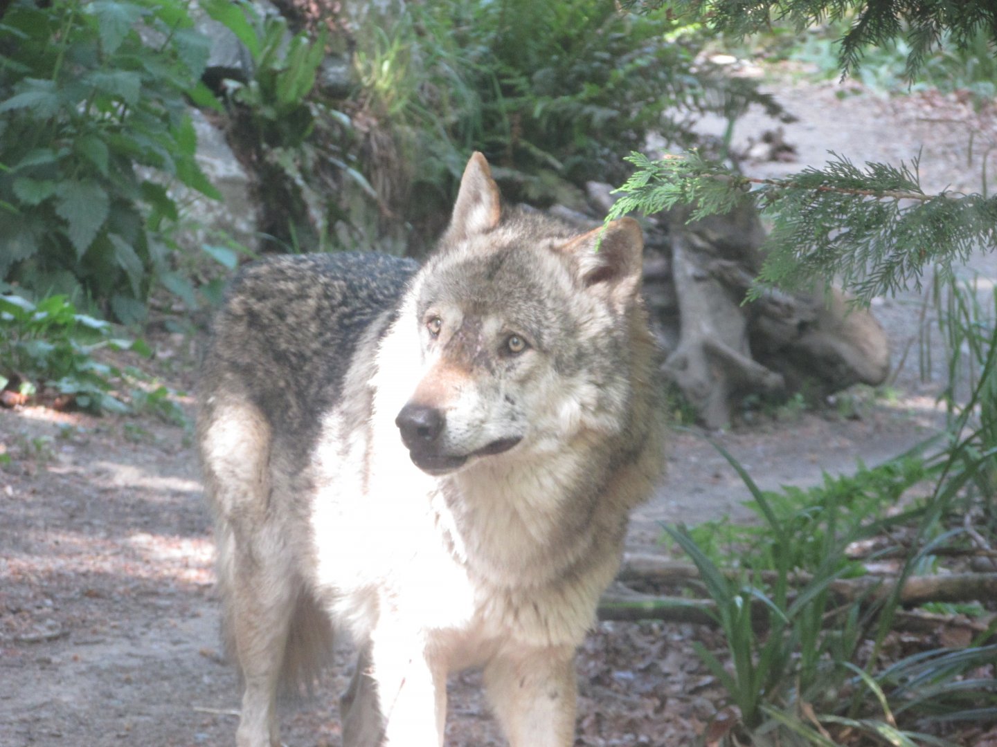 Dublin Zoo - Grey wolf