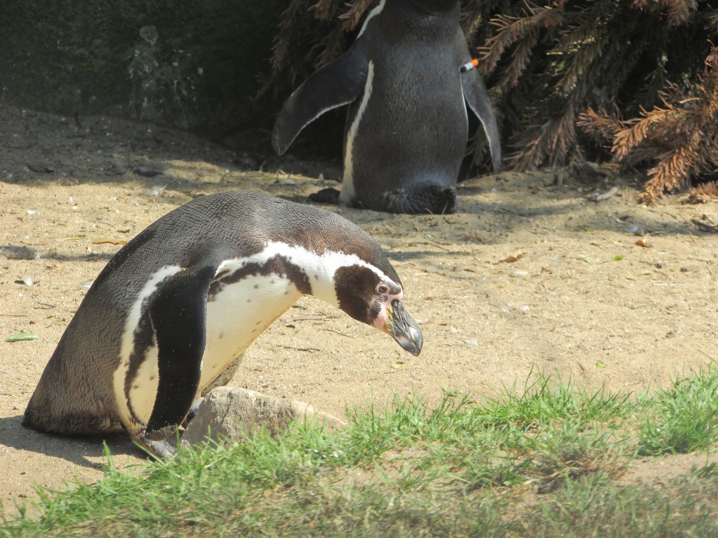 Dublin Zoo - Humdbolt penguin