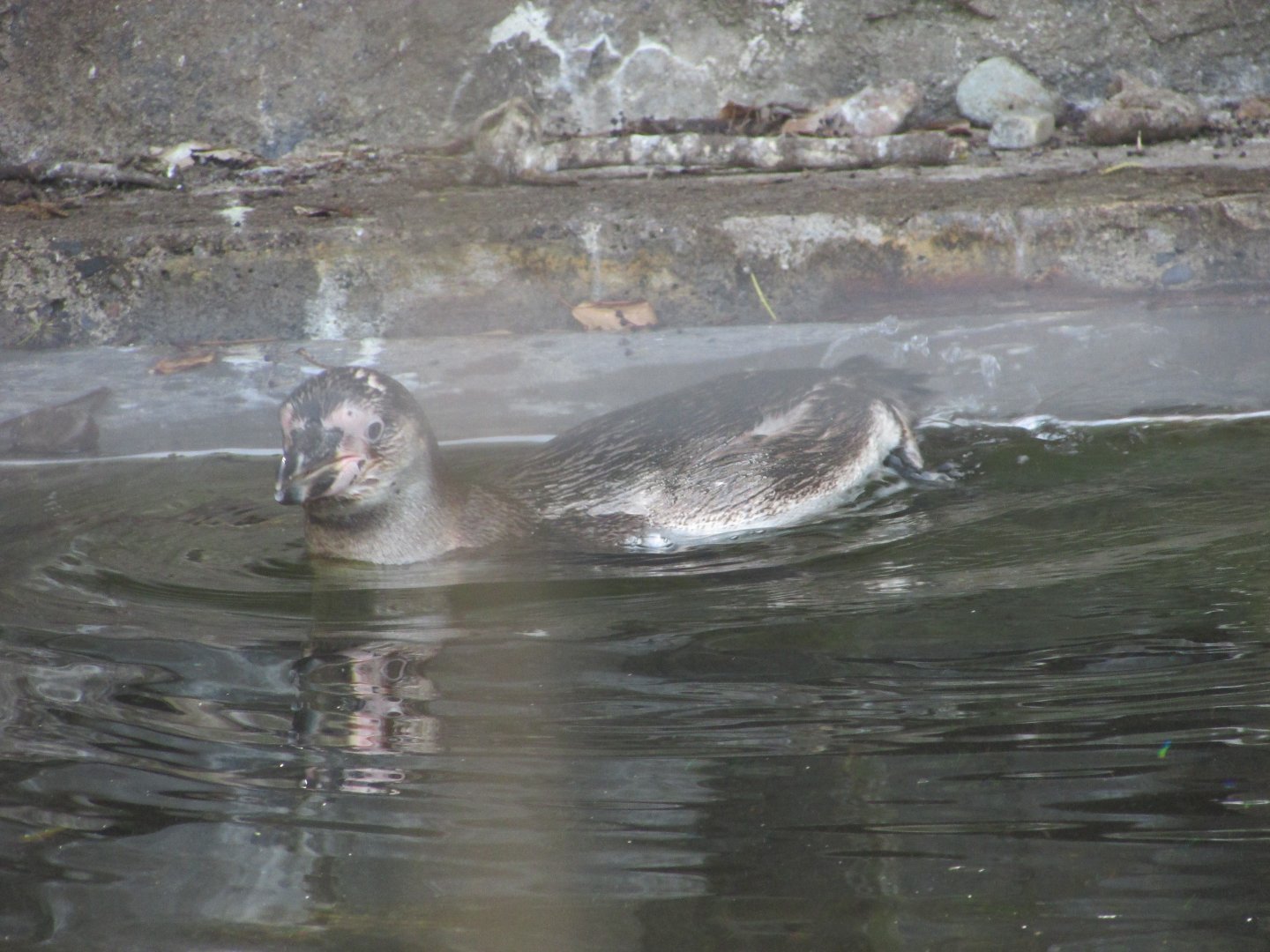 Dublin Zoo - Humdbolt penguin