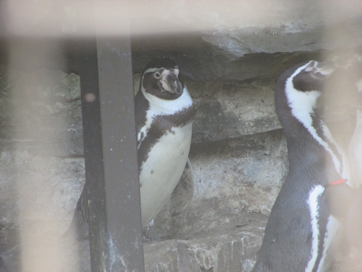 Dublin Zoo - Humdbolt penguins