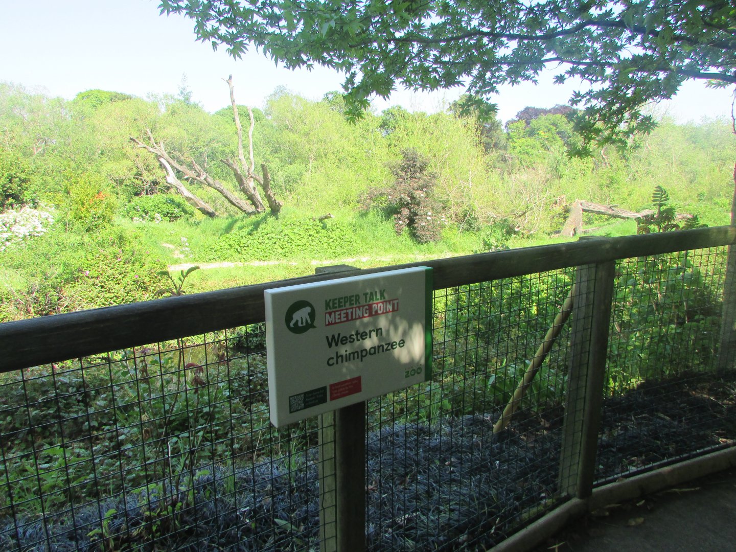 Dublin Zoo - Informative sign and chimpanzee enclosure